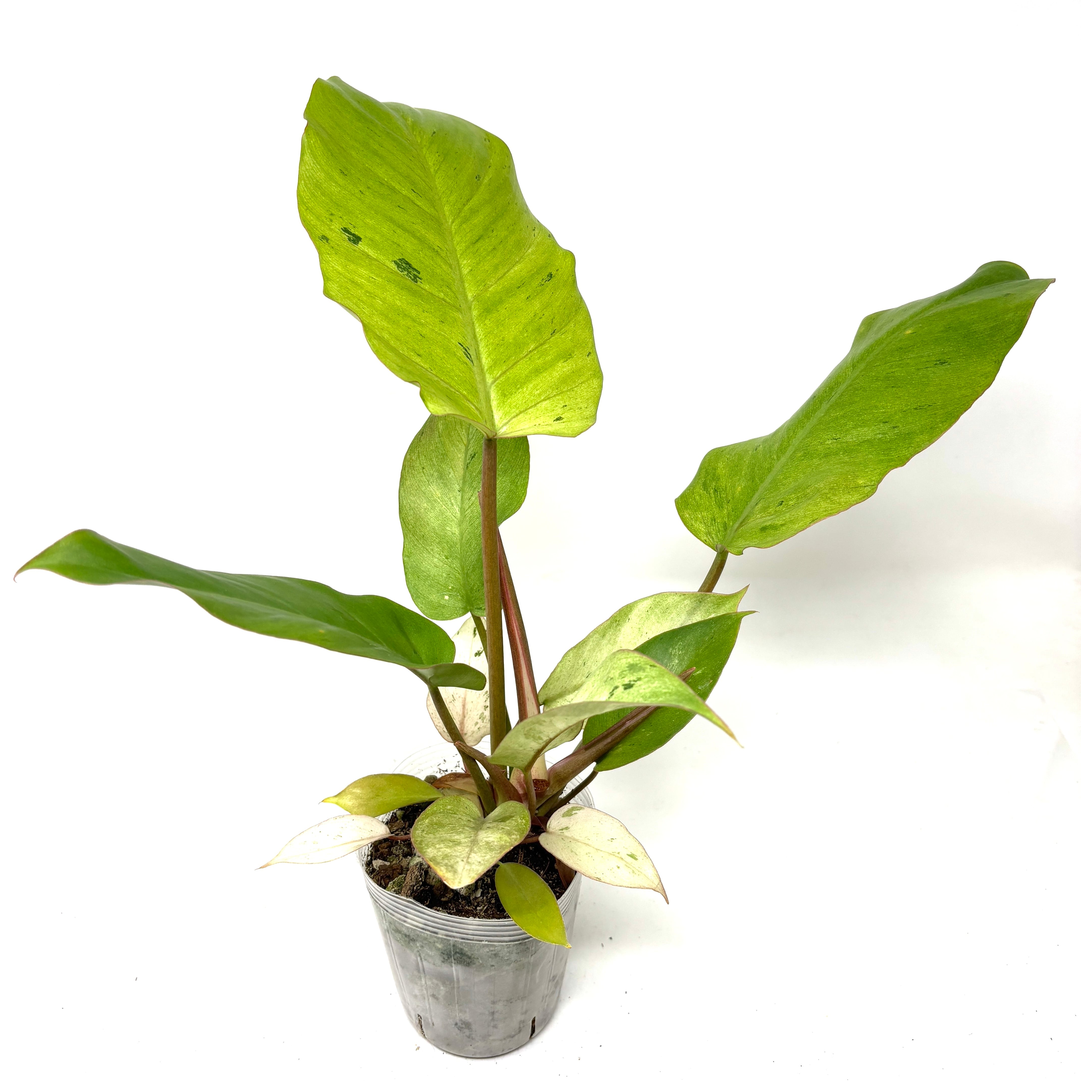 フィロデンドロン スノードリフト【1000】 | PROTOLEAF プロトリーフ