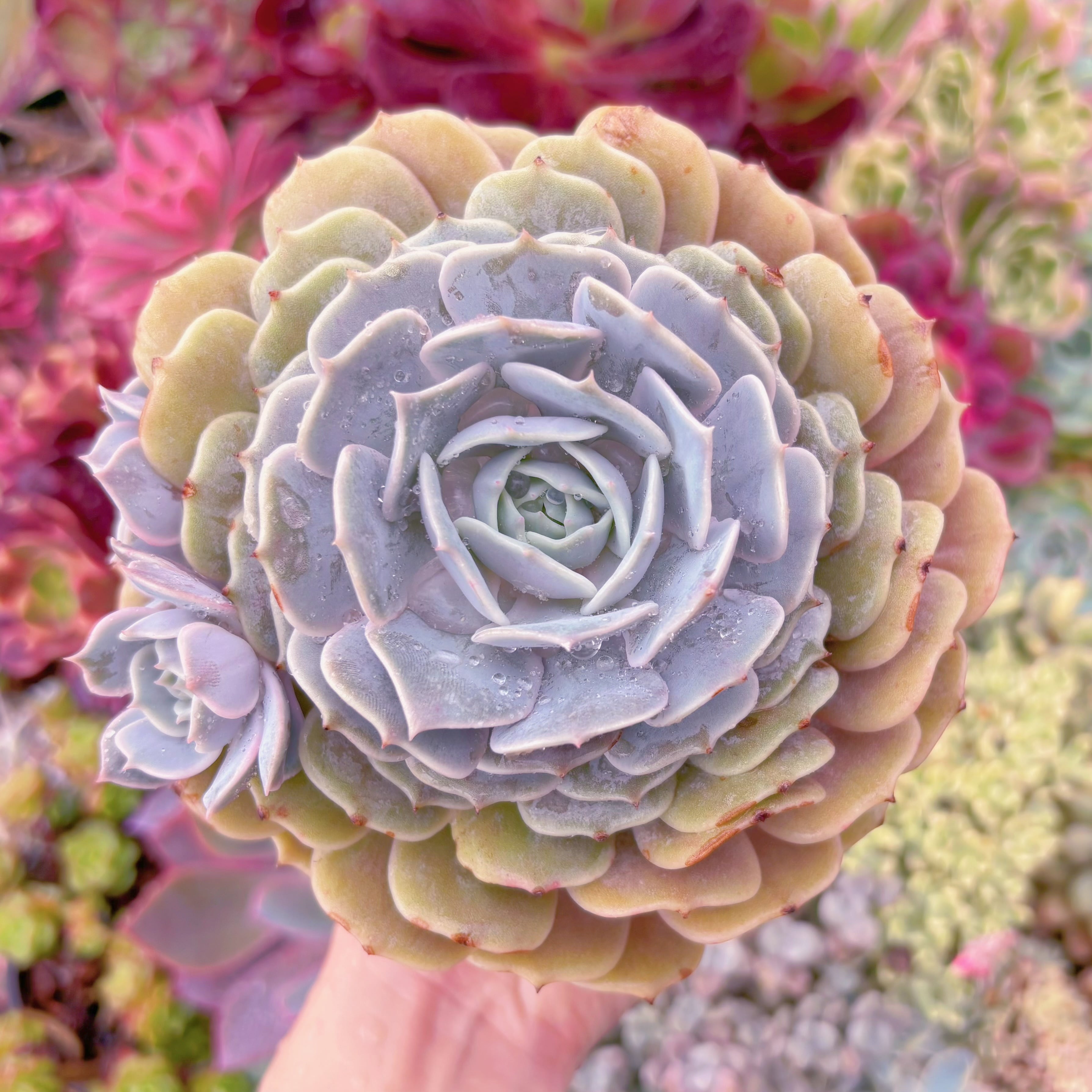 現品　ローラ#851    特大　るる農園