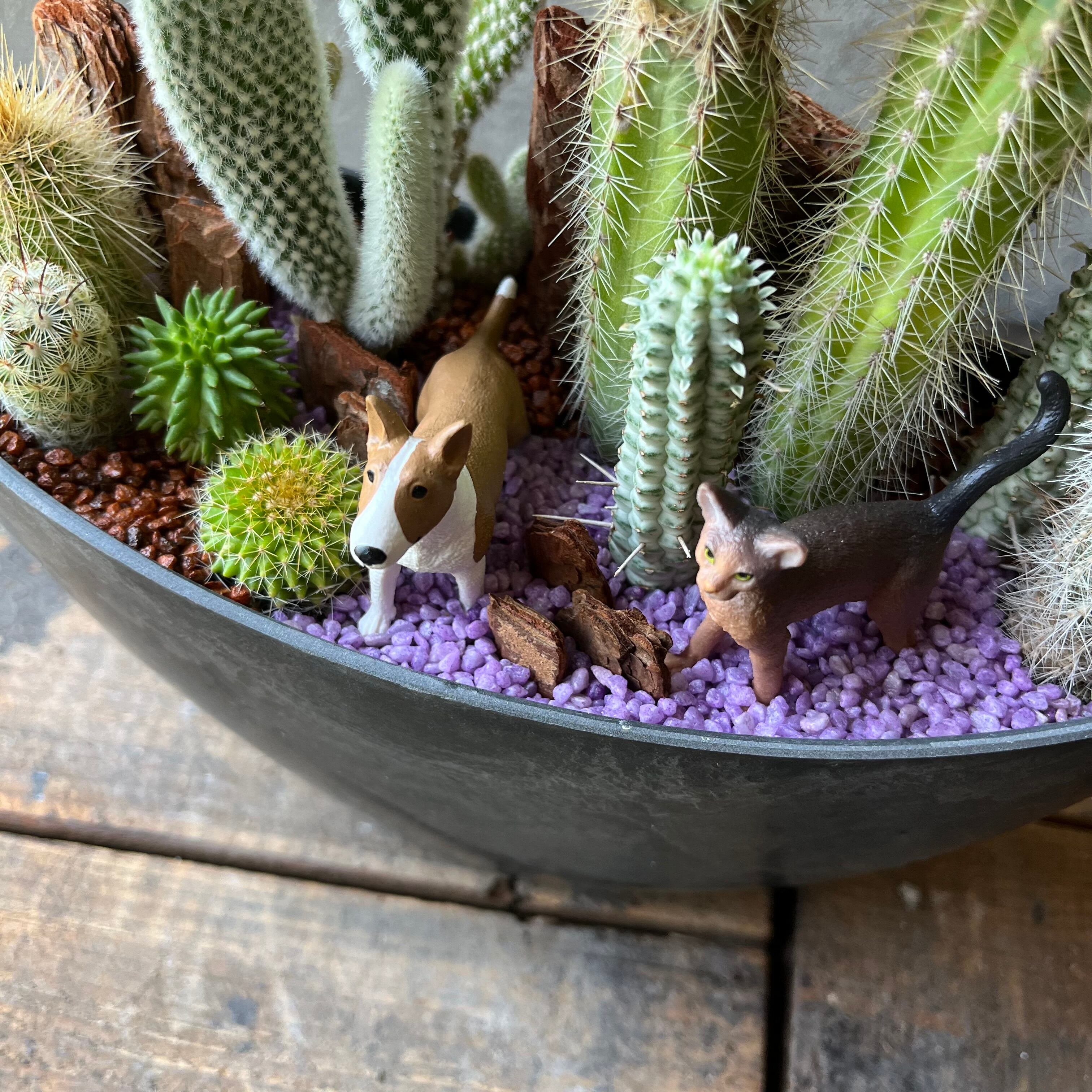 CHA.CHA | SABOTEN MISSILE