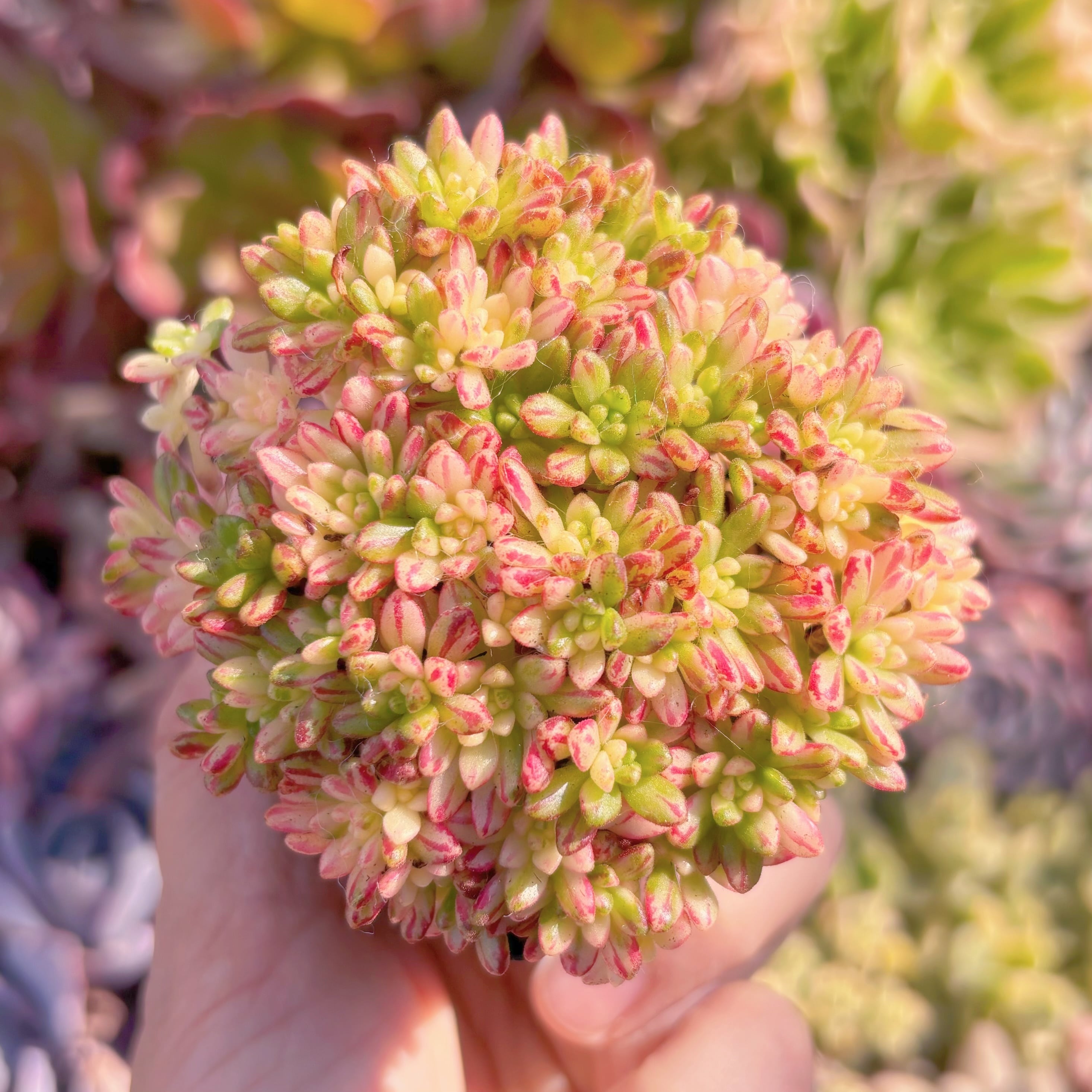 現品　小人の祭り錦#796　群生　るる農園