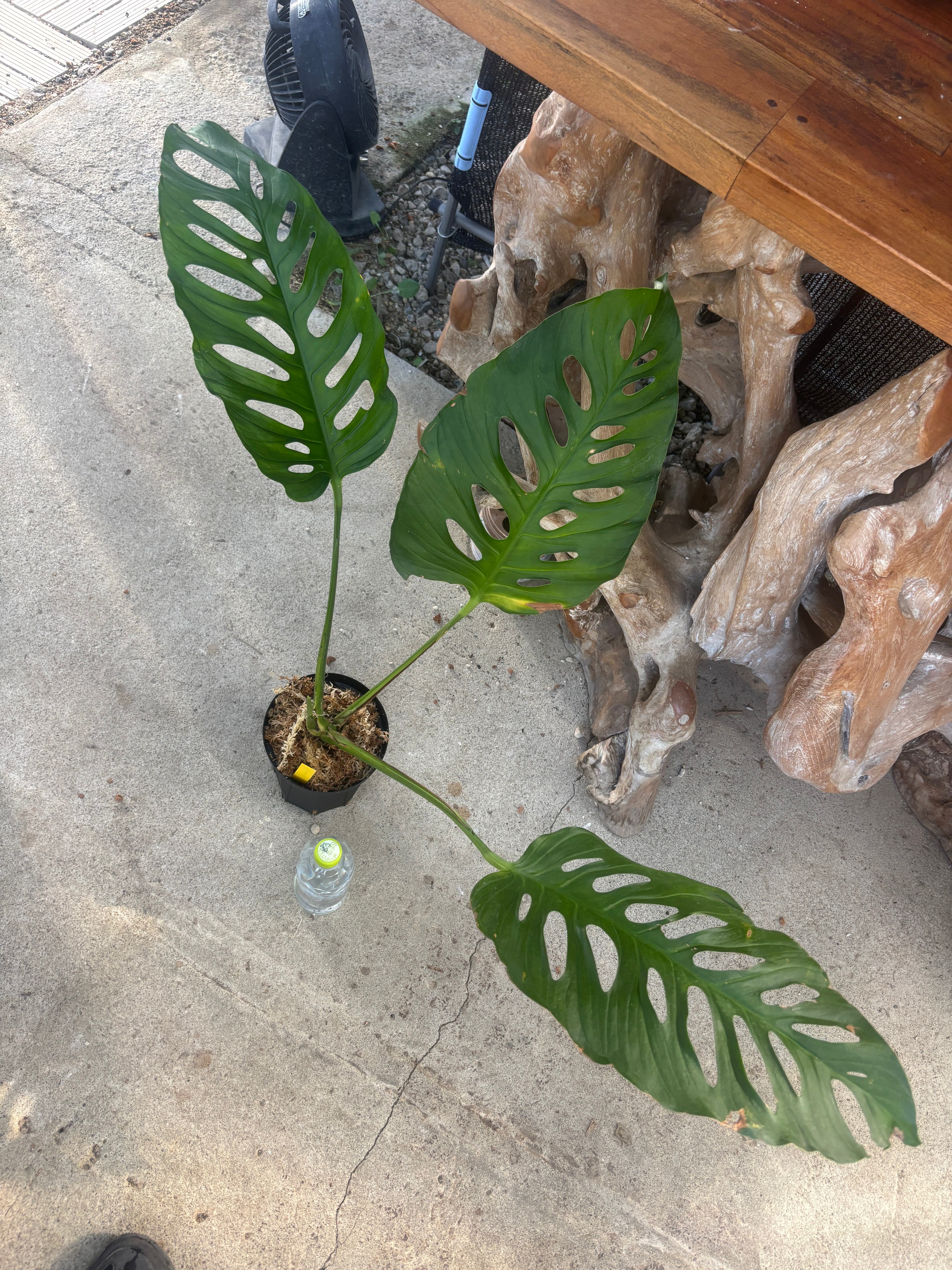 スキンダプサス トリカラー ミューテーション ① | BA PLants スキンダプサス トリカラー ミューテーション ① | BA PLants