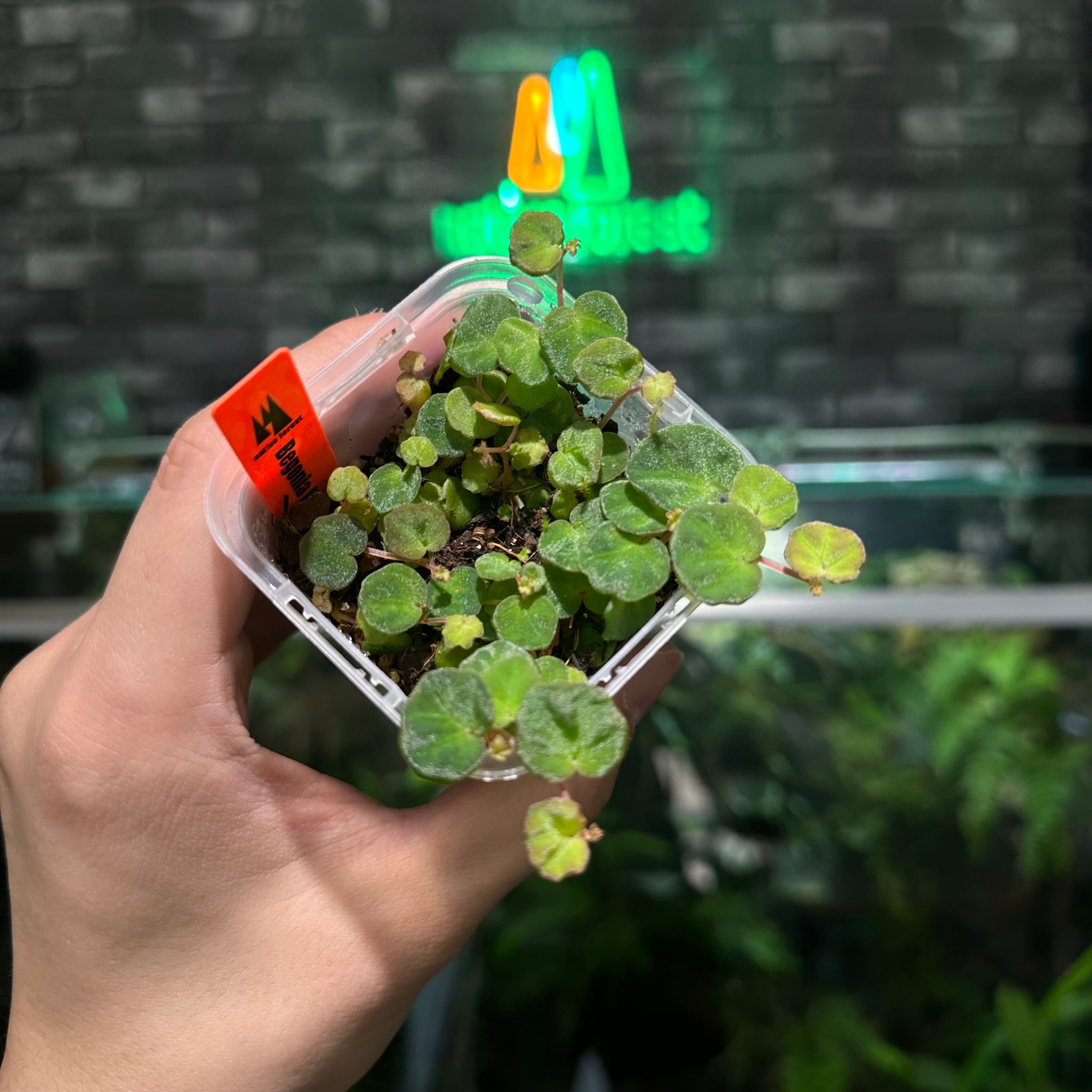 Begonia lichennora 超小型ベゴニア　ボルネオ産らしい Begonia lichenora | ベゴニア・リケノラ [ クイーンオブ