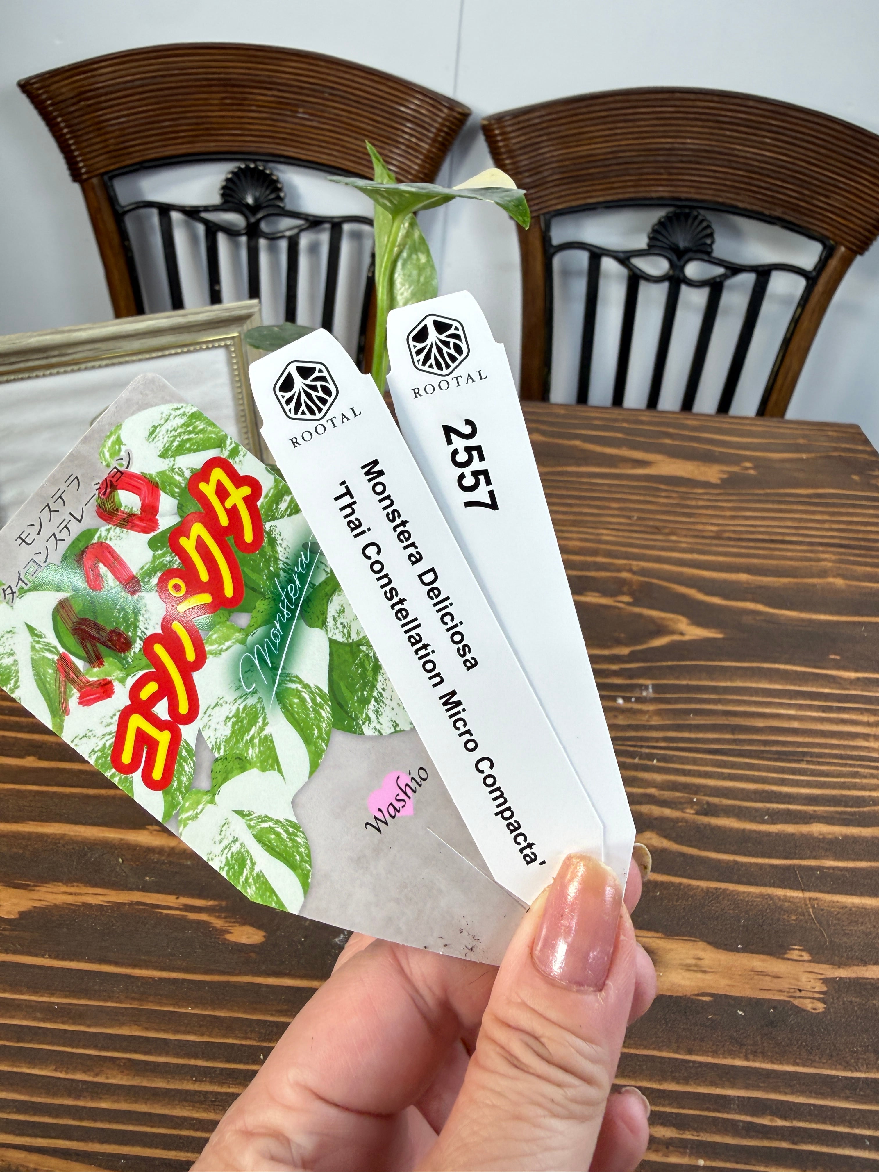 ★2557【コンパクタの最上級】モンステラ タイコンステレーションマイクロコンパクタ(3.5号硬質ポット)