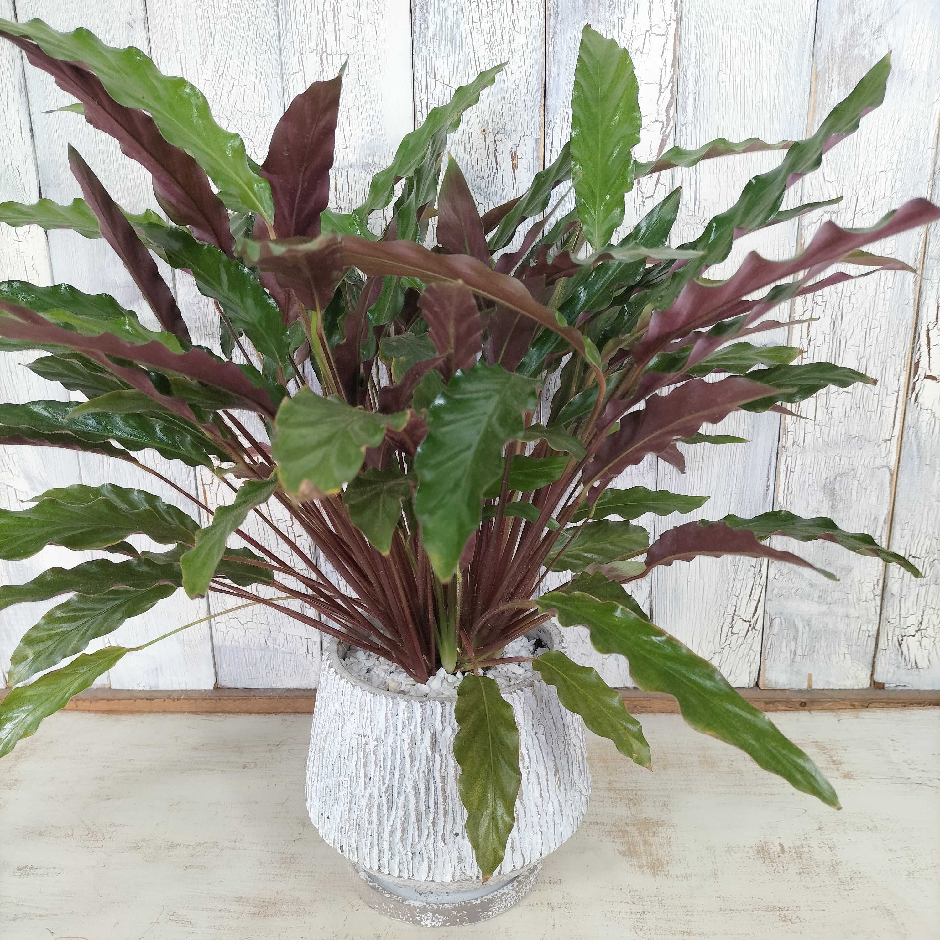 カラテア ルフィバルバ 観葉植物 | 陽華園