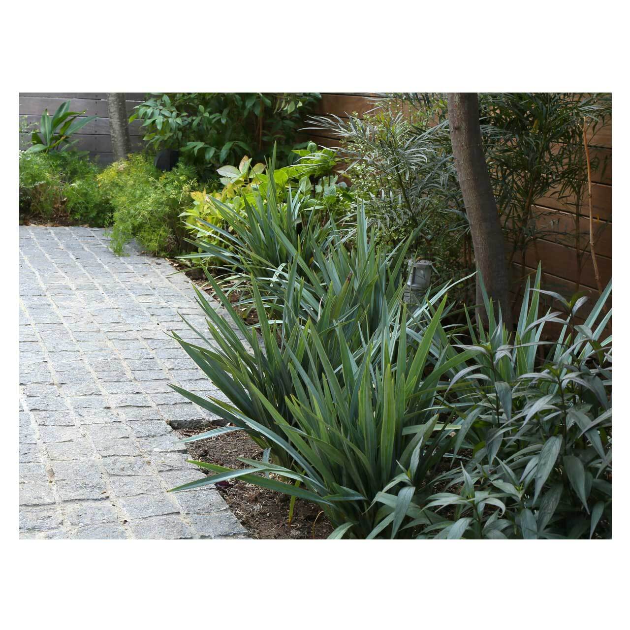 Dianella revoluta 'Blue Stream' | Seeding