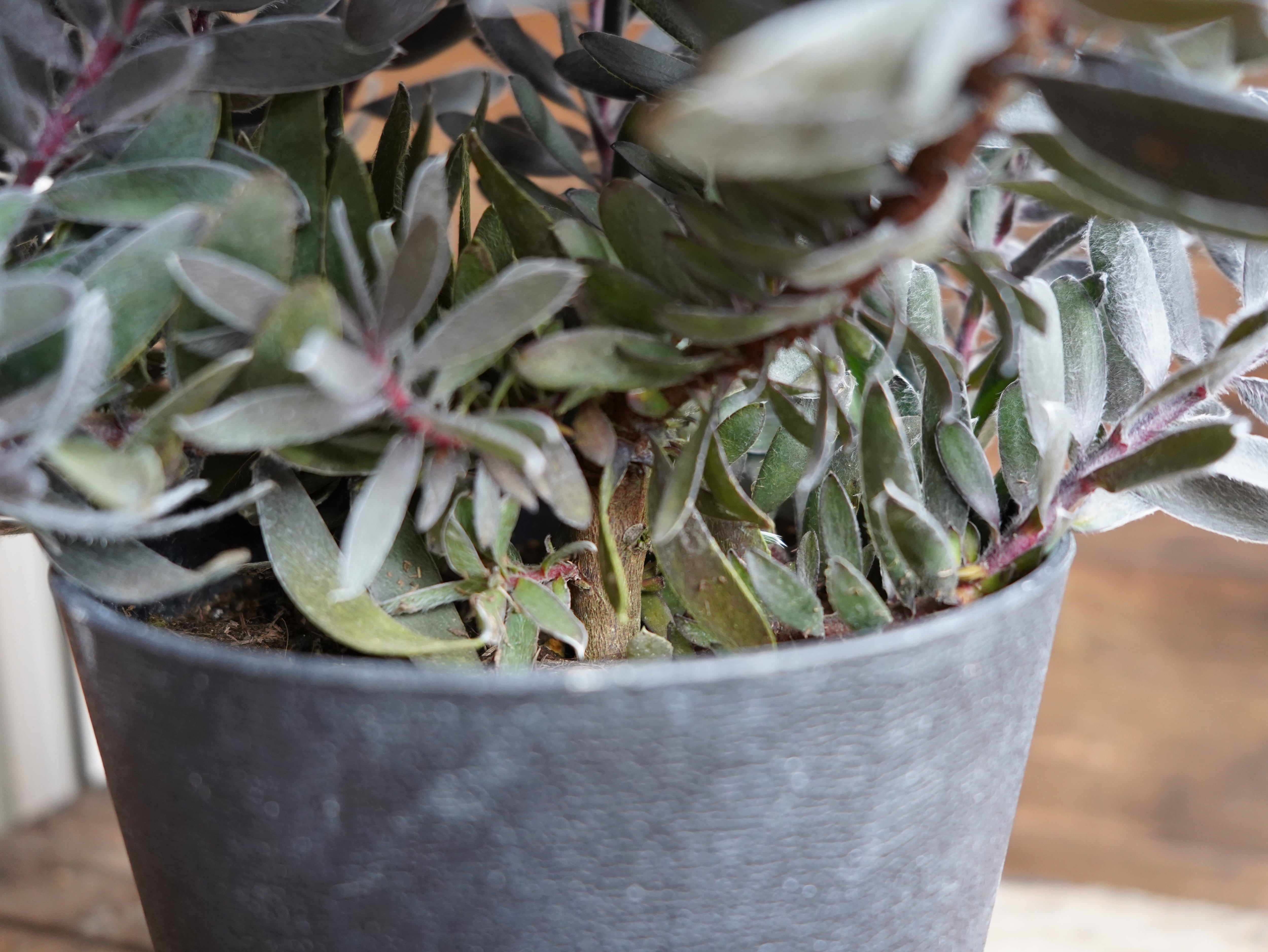 【現物】リューカデンドロン　”デュリフ”　C