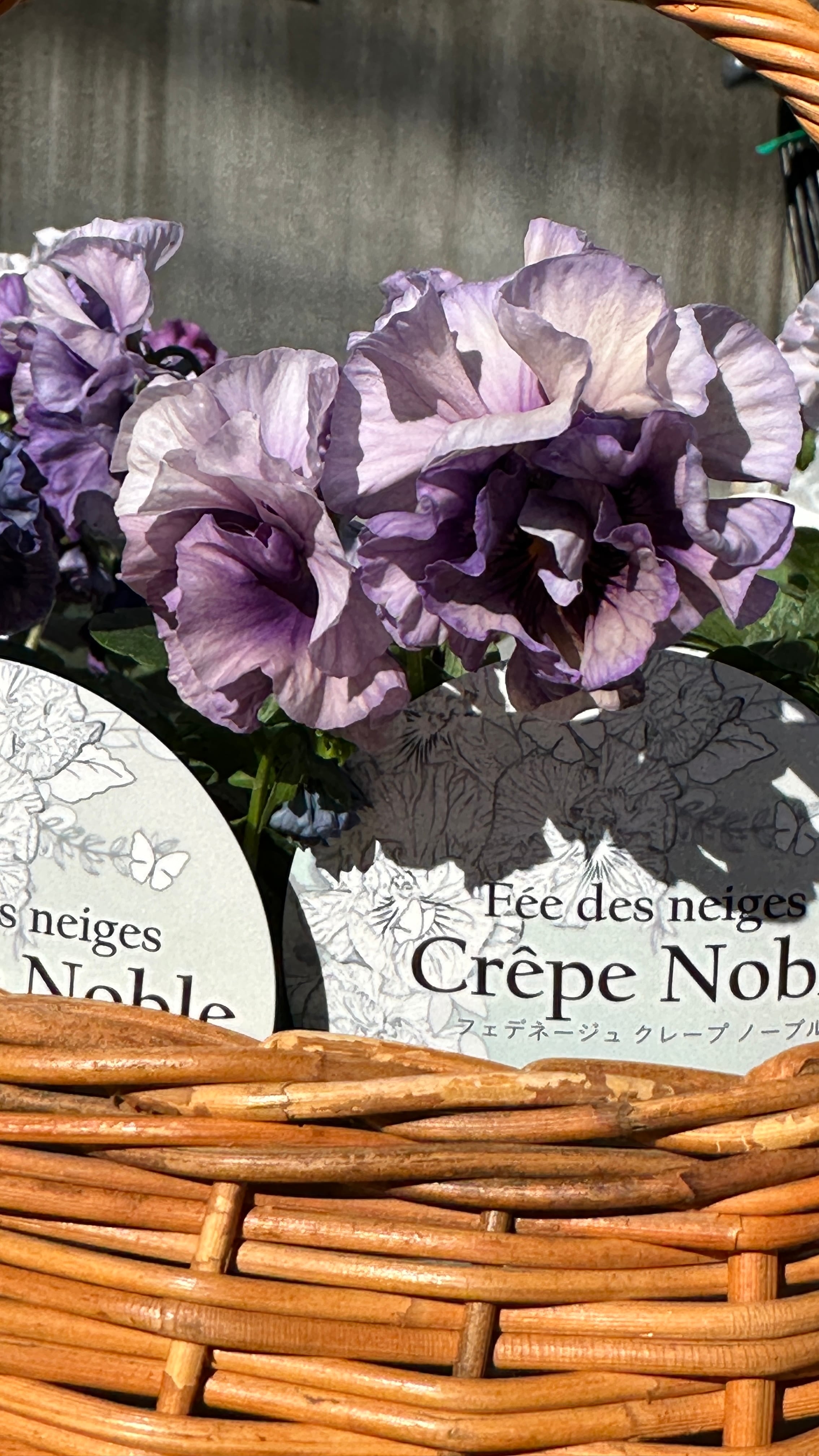 フェデネージュクレープノーブル パンジー 佳楓園 | Flower＆Green