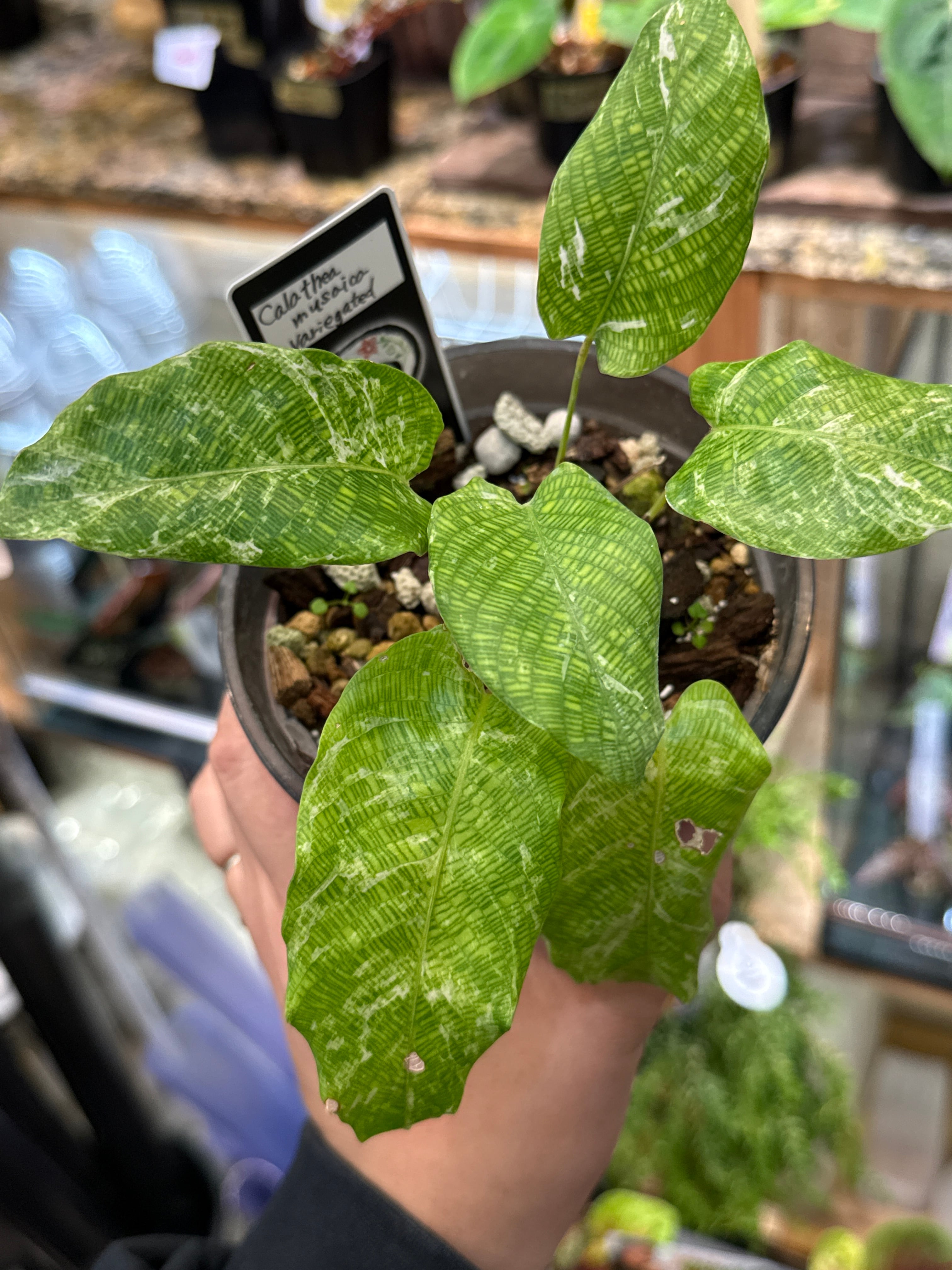 A カラテア ムサイカ斑入り | Gardenえん 【観葉熱帯植物】