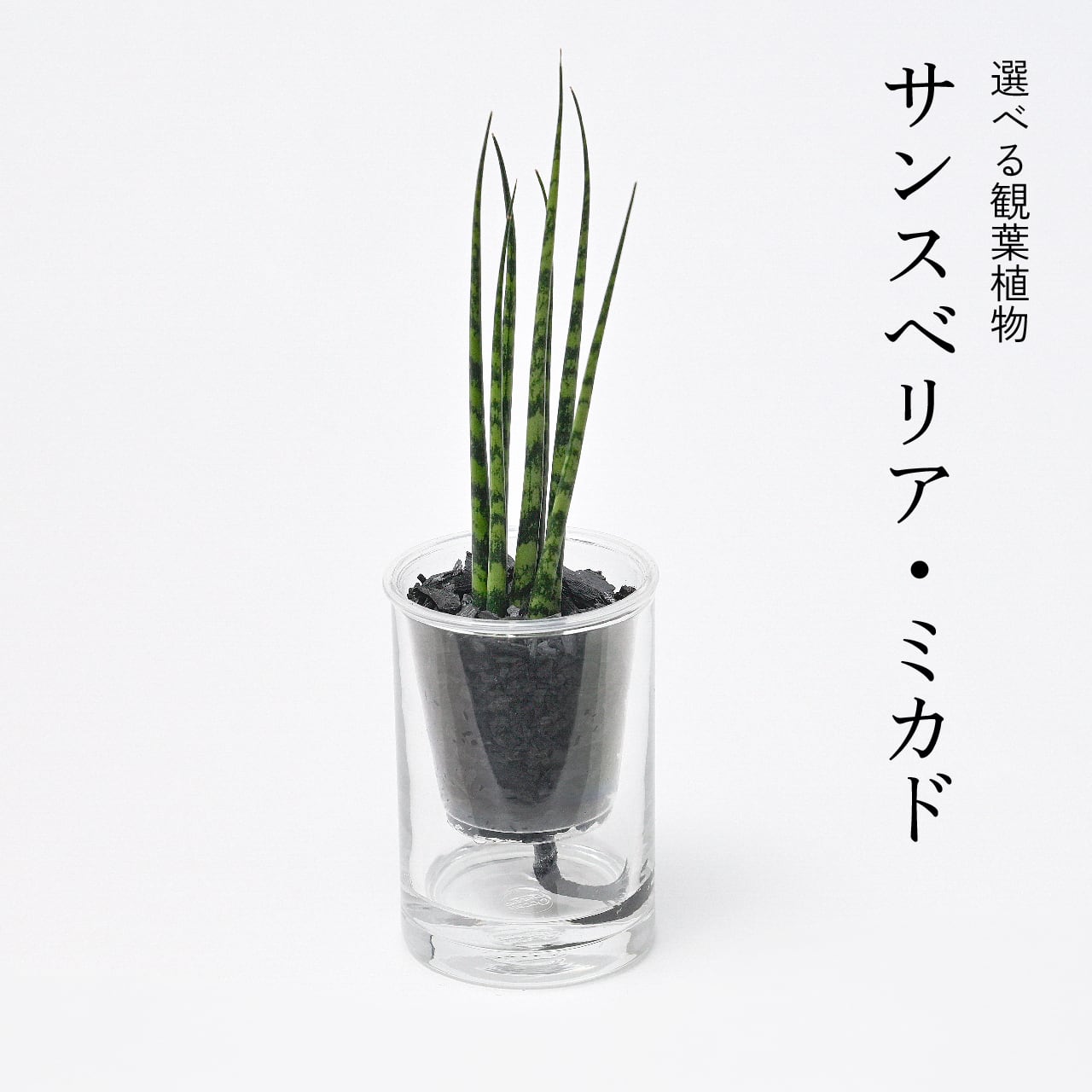 炭の樹 5鉢セット | sumino