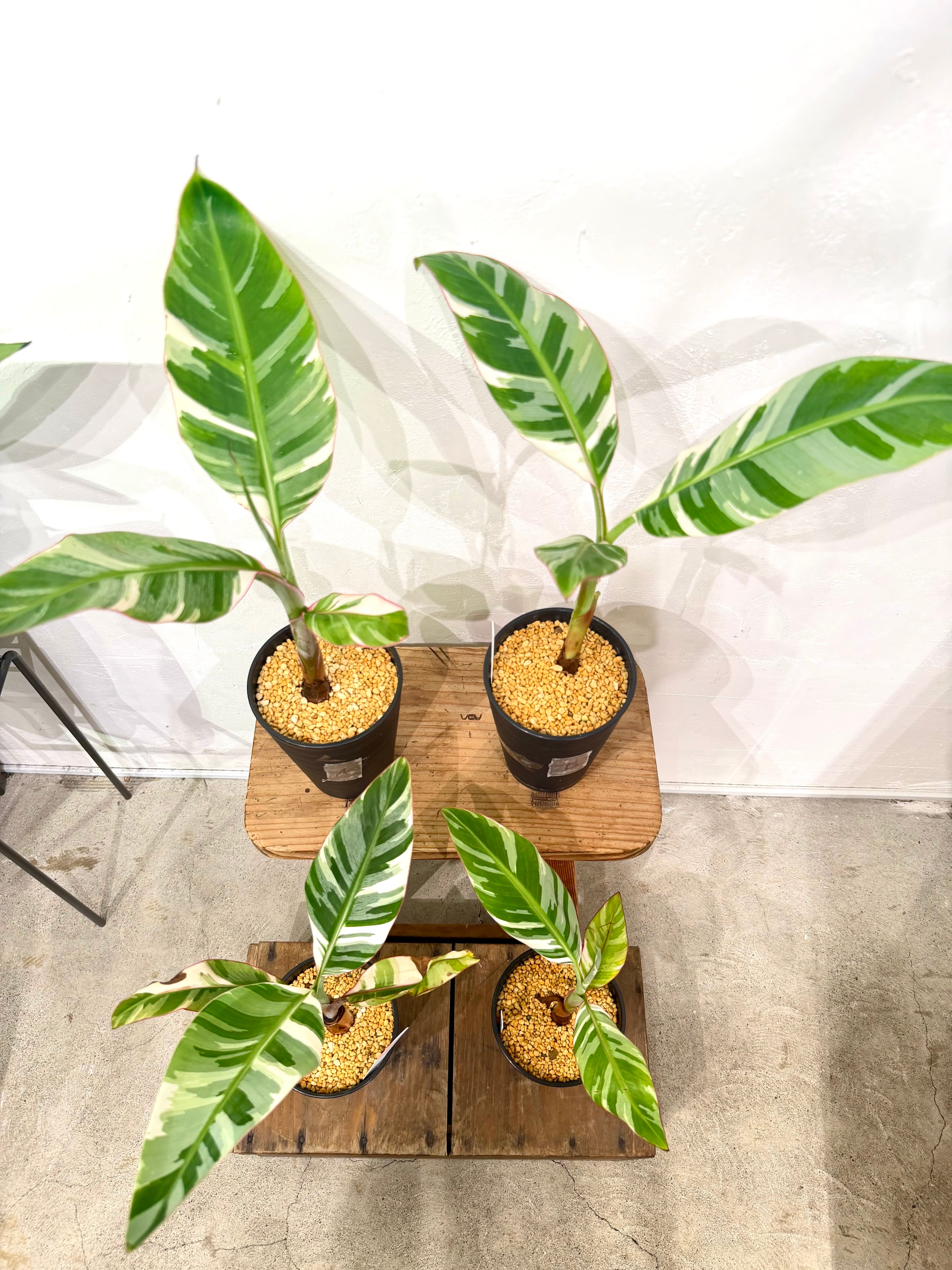 数量限定【超激レア植物D】斑入りのバナナムサアエアエ（ほとんど世に