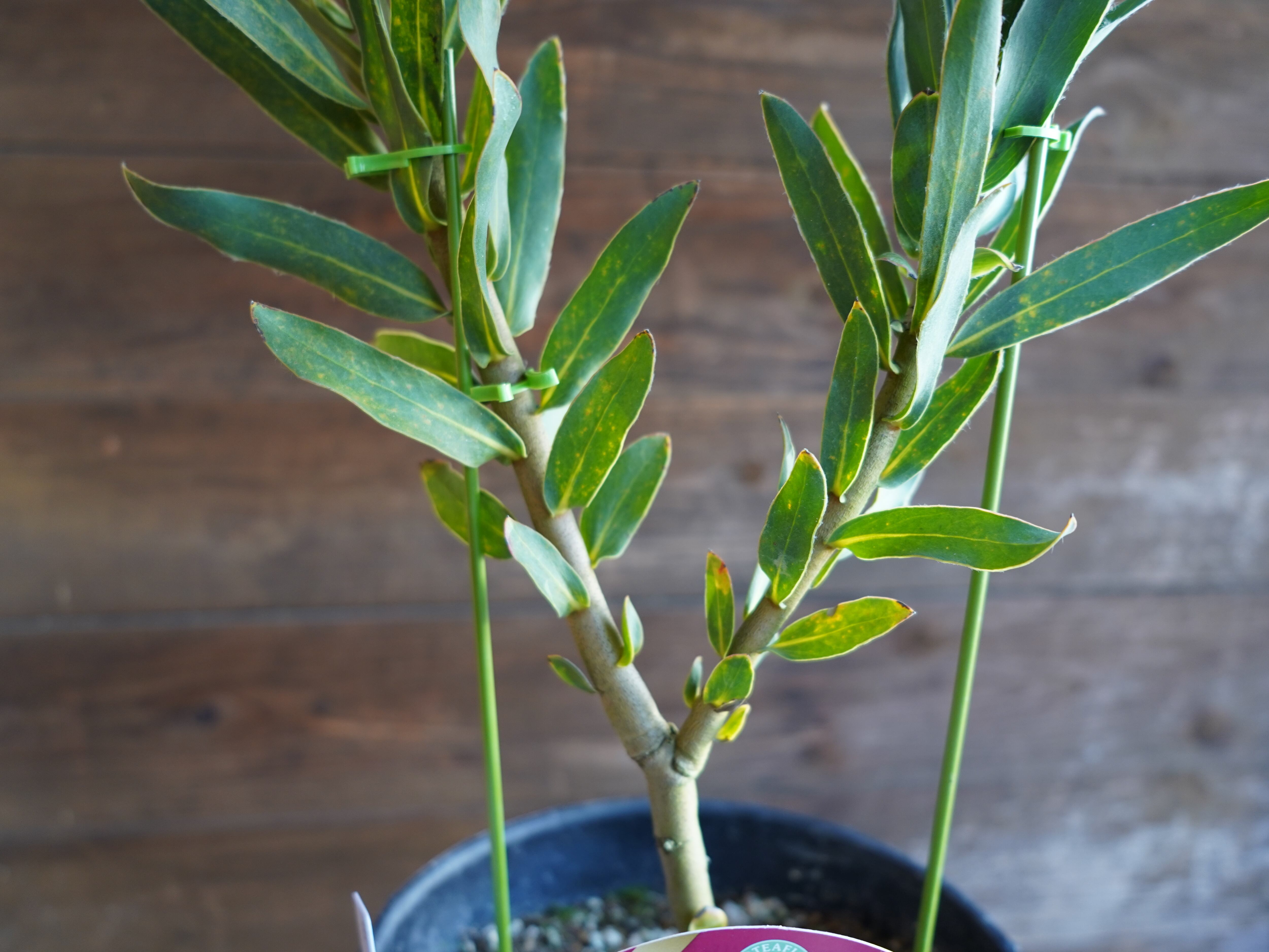 【現物】プロテア　"ピンクパール"