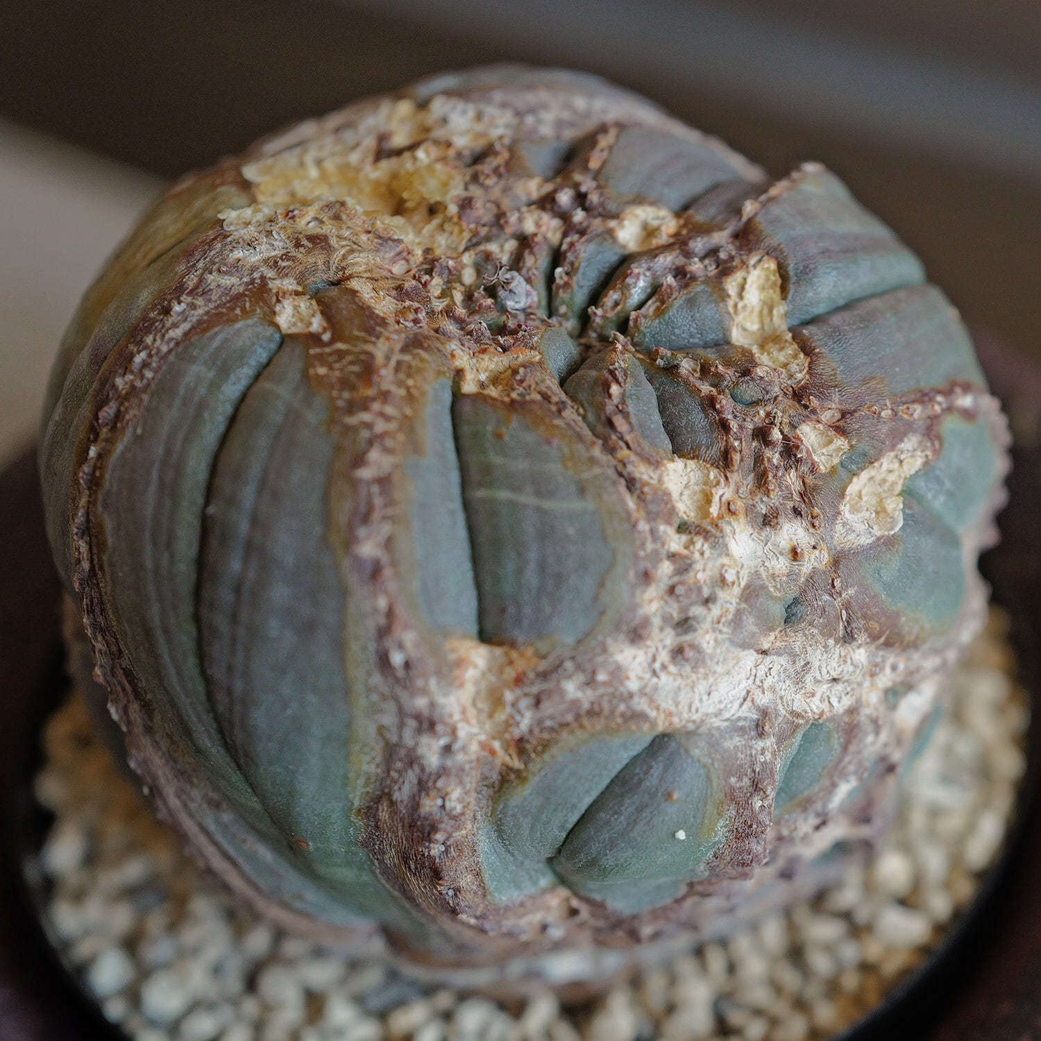 ユーフォルビア オベサ オールド 7.3cm木質化 3号プラ鉢 ペイントカスタム 大株 最大幅 約7.3cm 超捻じれ 異型 オベサ / 木質化 ユーフォルビア