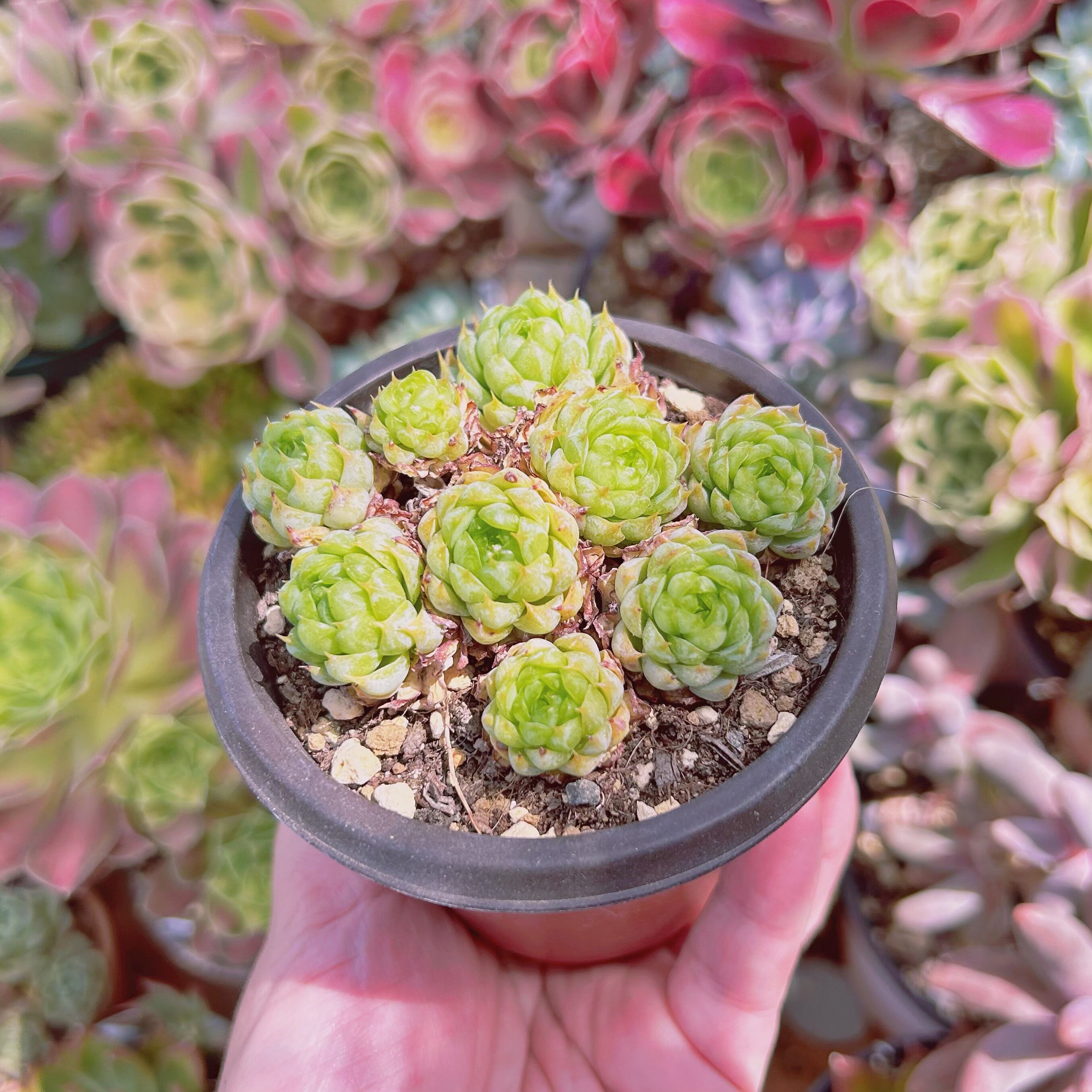 現物 多肉植物 虞姬 抜き苗 | るる農園~多肉植物専門
