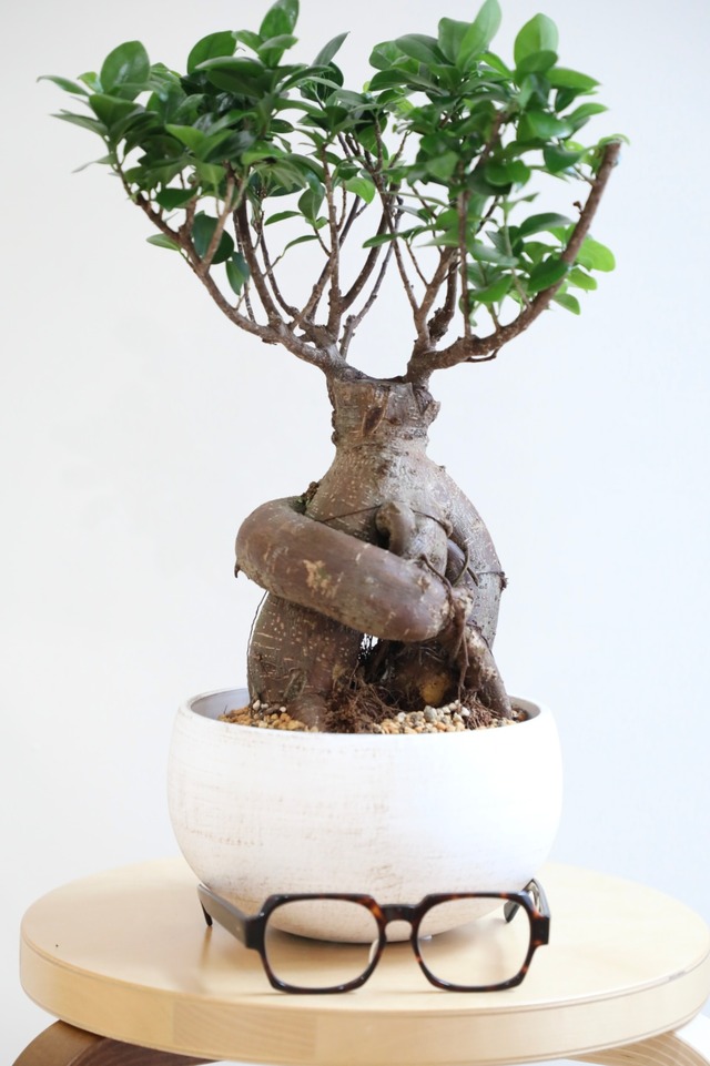 【M】ガジュマル/Ficus microcarpa　※陶器鉢付き