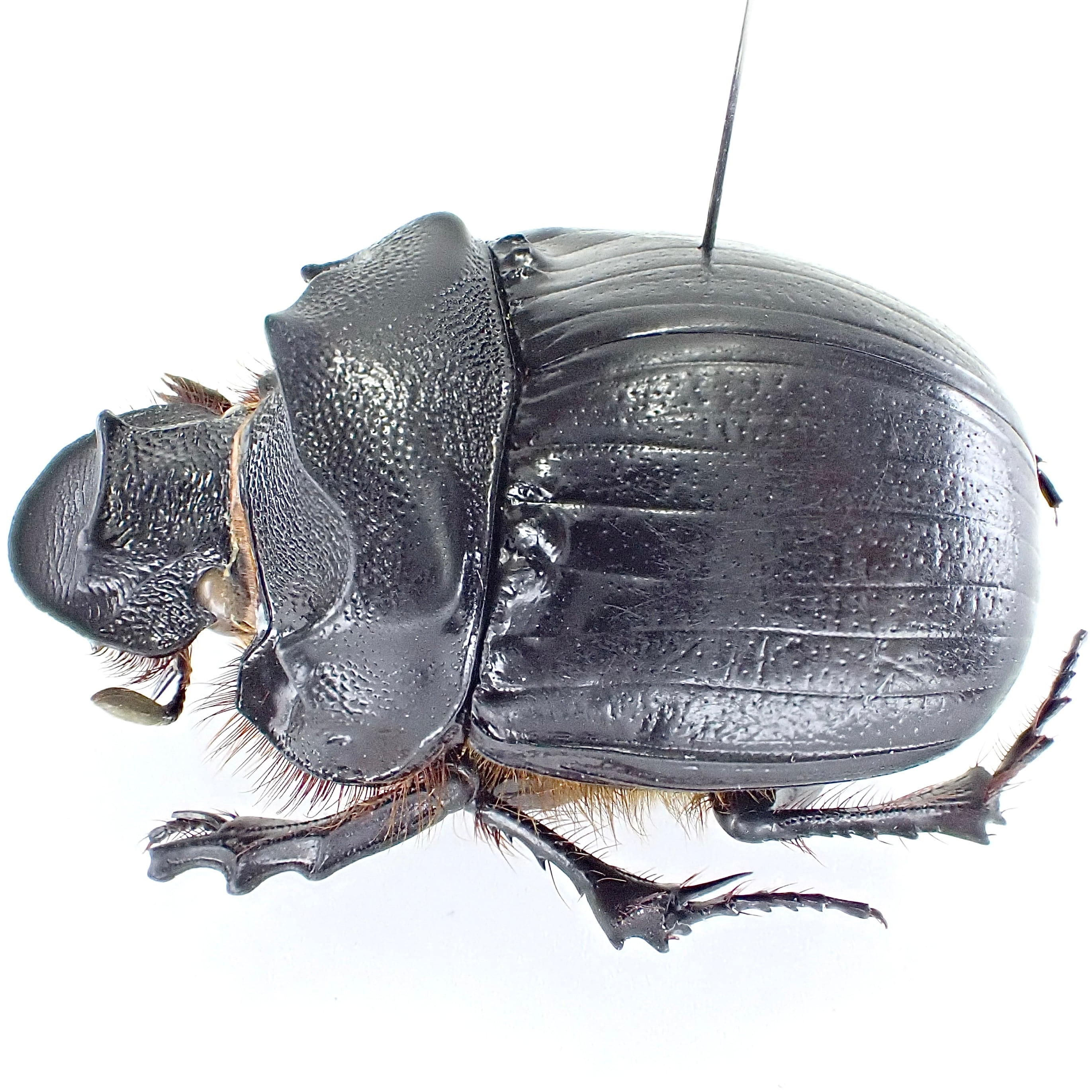 カメルーン産 Heliocopris sp. myrmidon ♂♀ 36mm/36mm | 昆虫標本