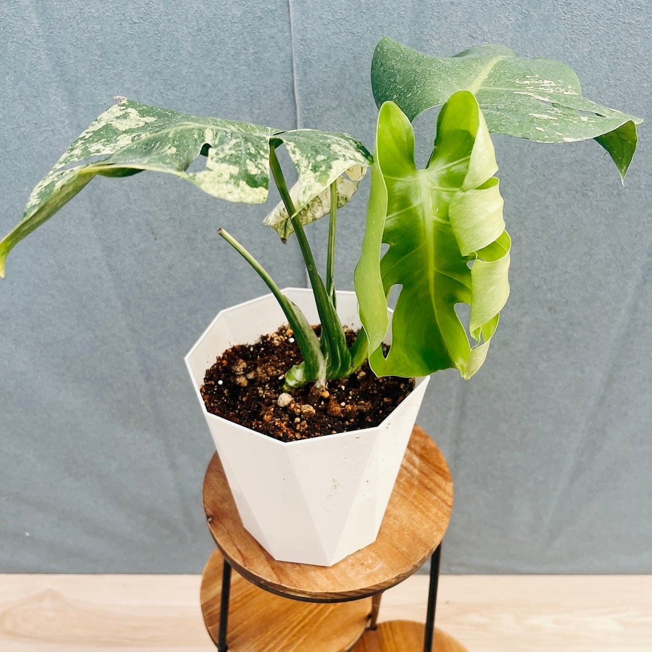 ［現品］90番　キンコウボク　6号　観葉植物　屋外　珍しい　金厚朴　香水 現品］90番 キンコウボク 6号 観葉植物 屋外 珍しい 金厚朴 香水 花