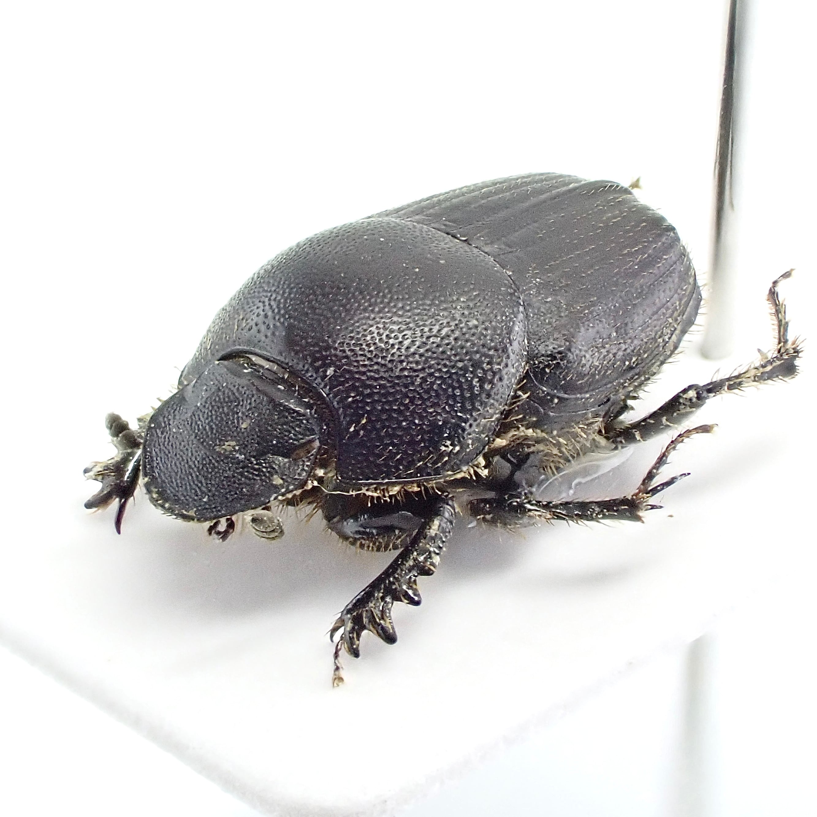 日本産 Onthophagus bivertex ♂♀ 8mm/8mm | 昆虫標本 Diggers & Rollers