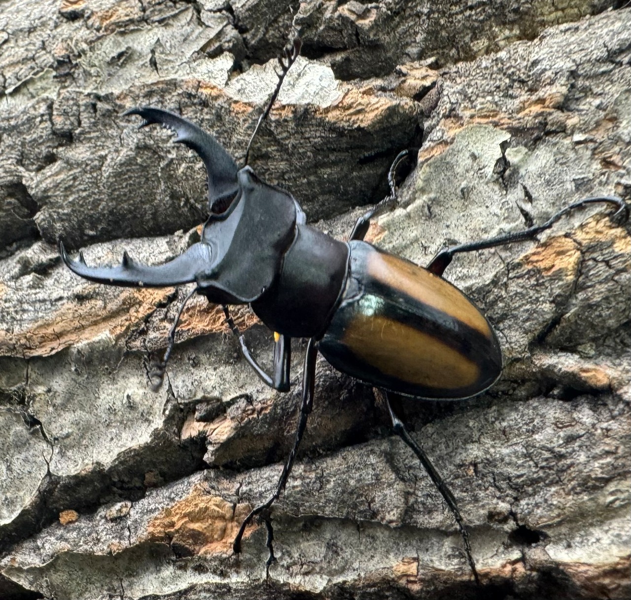 【WD】《パリーミヤマクワガタ 42.5mm ペア》