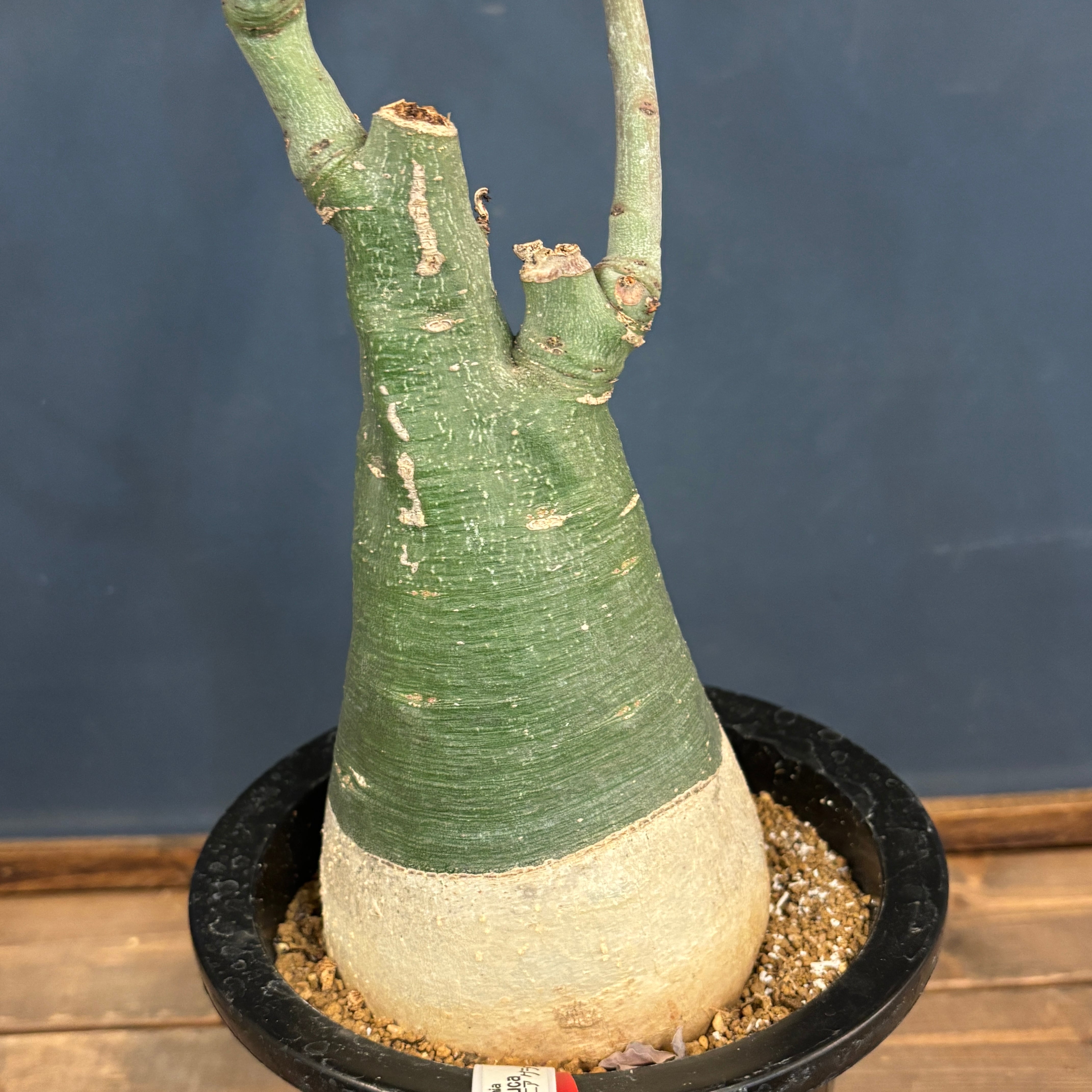 アデニアグラウカ　現品鉢ごと発送 アデニアグラウカ 現品鉢ごと発送