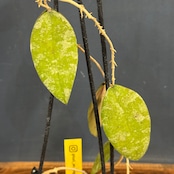 ホヤ カウダータ【605】