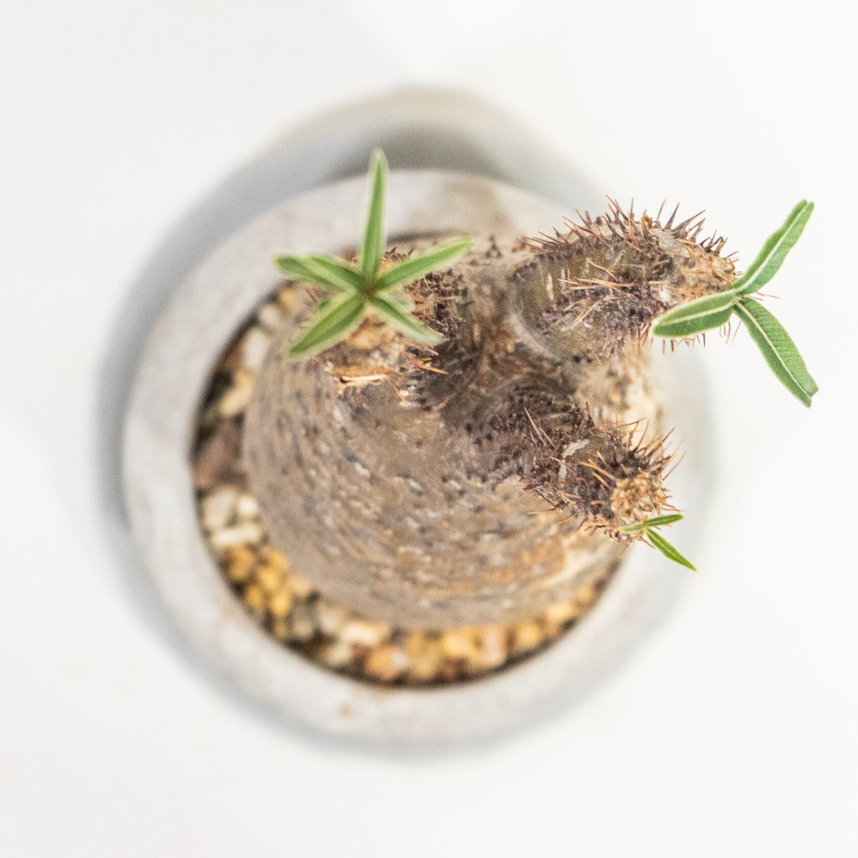 ≪ レア植物 ≫まるで踊るオブジェ、立体フォルムが魅力的なグラキリスの鉢植え（現地株／発根済）｜シンプルでお部屋を選ばない手作りモルタル鉢