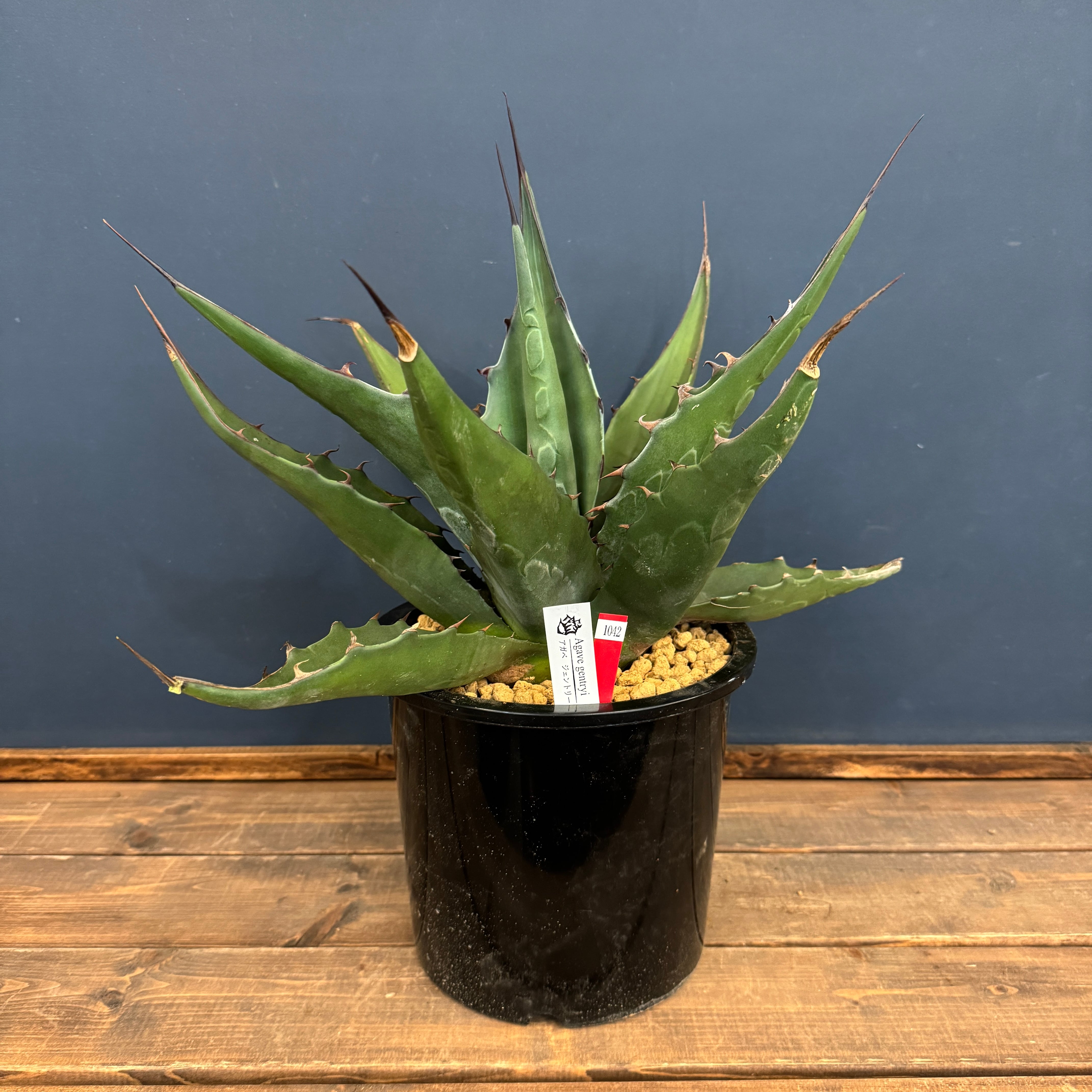 アガベ | PROTOLEAF プロトリーフ