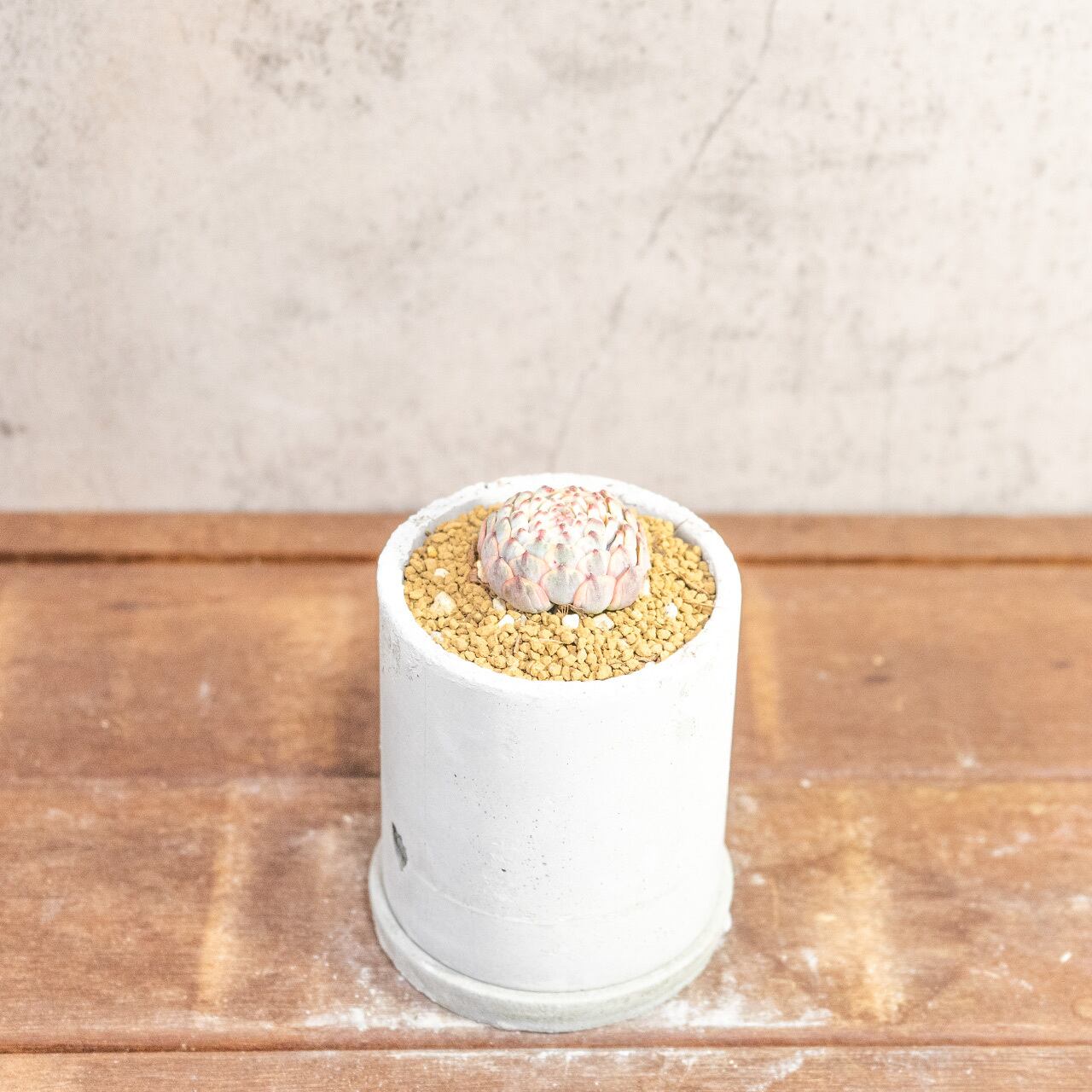 宝石のような美しさ。エケベリア ホワイトミニマ錦｜風合いある手作りモルタル鉢との特別感溢れる一鉢【虫発生抑制】