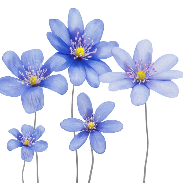 【Braun+Company】バラ売り2枚 ランチサイズ ペーパーナプキン Blue Flowers ホワイト