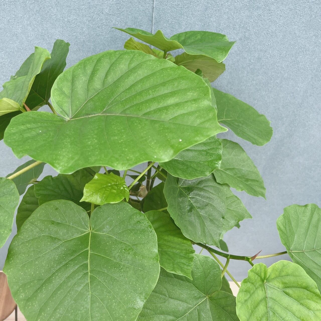 現品］10番 フィカス ウンベラータ 曲がり 8号 観葉植物 室内 ゴムの木