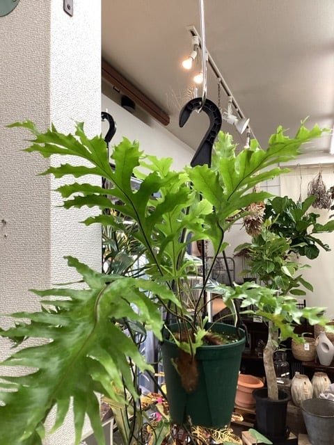 ドリナリア クエルシフォリア シダ植物 着生植物 観葉植物【おしゃれ