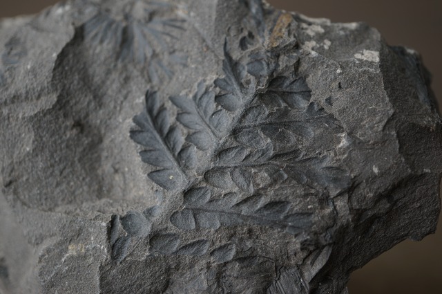 ポーランド産シダ種子類化石 Mariopteris sp. 2443