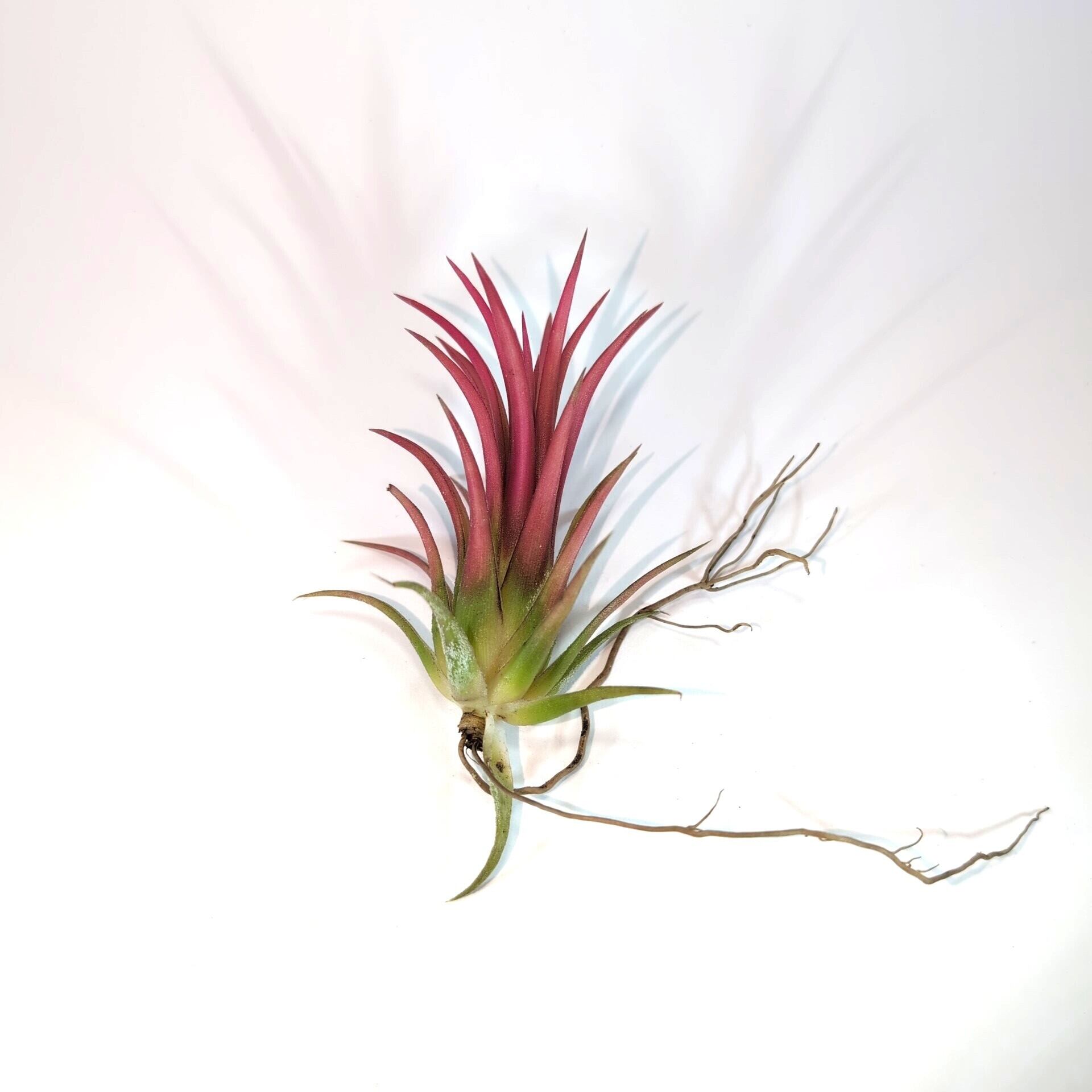 F00090_Hechtia lanata (Seedling)：ヘクチア・ラナータ（実生） | PAY ID