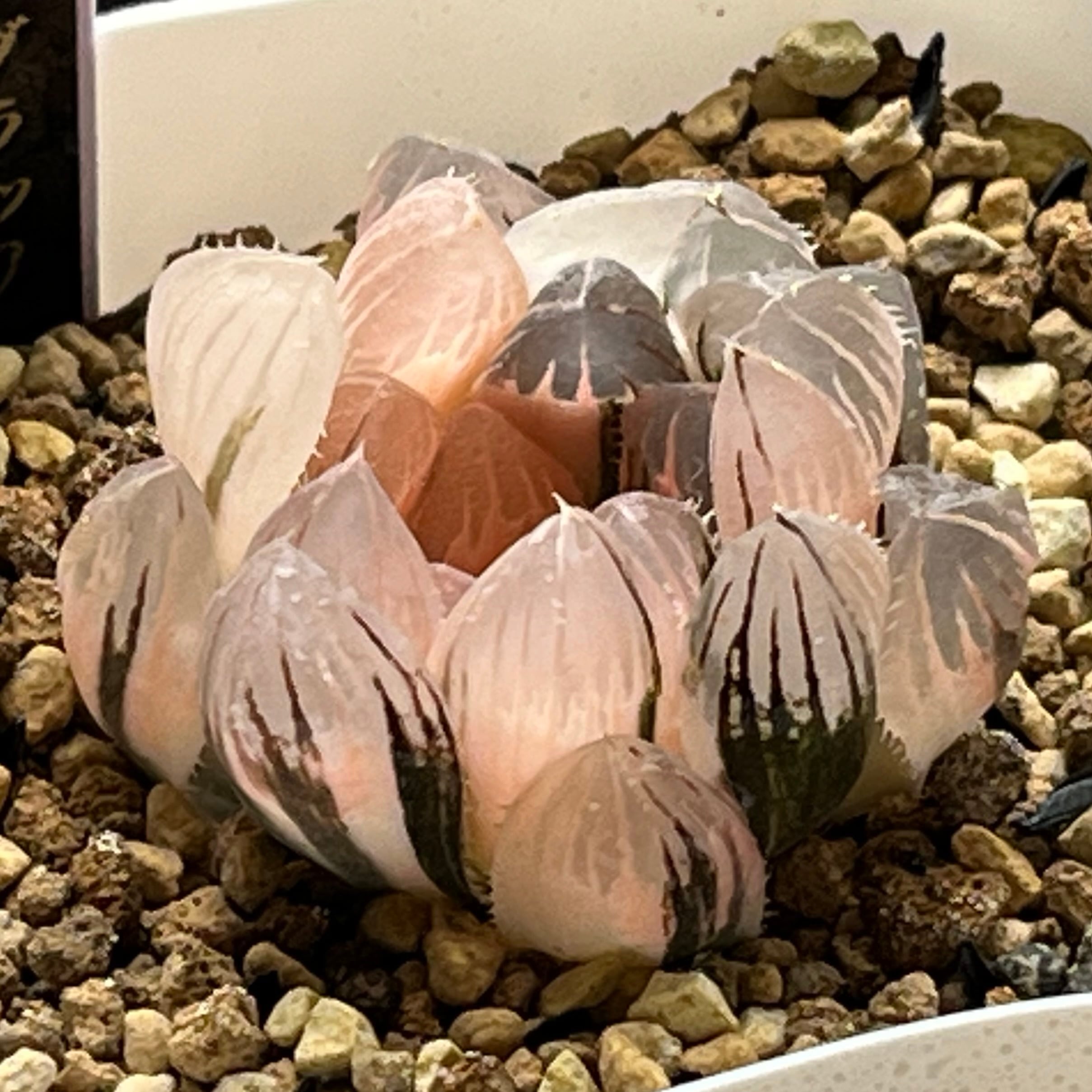 ハオルチア 玉潭寿錦 | mocono_plants