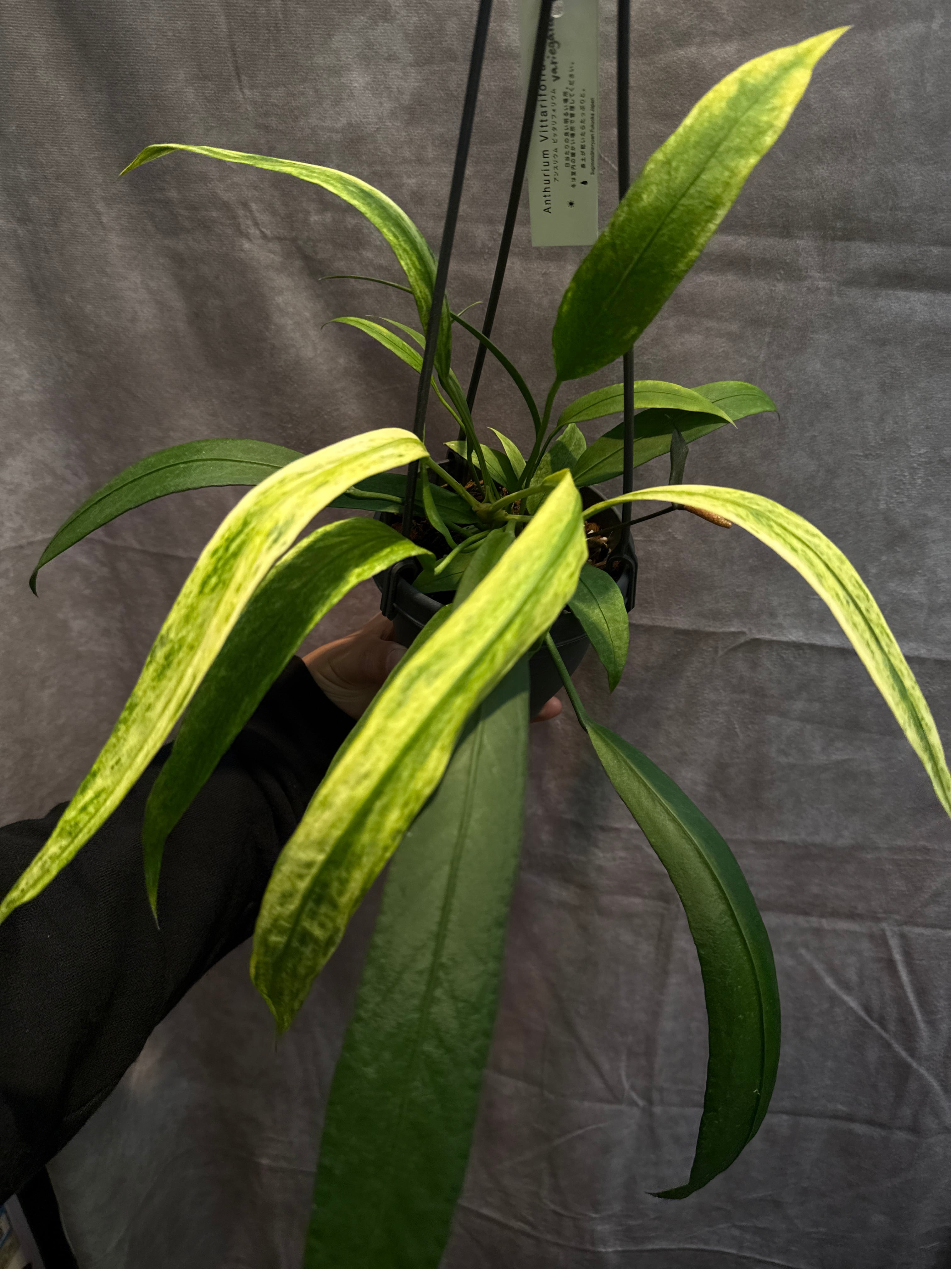 111. Anthurium 'Dark Phoenix High variegata / アンスリウム ダンク