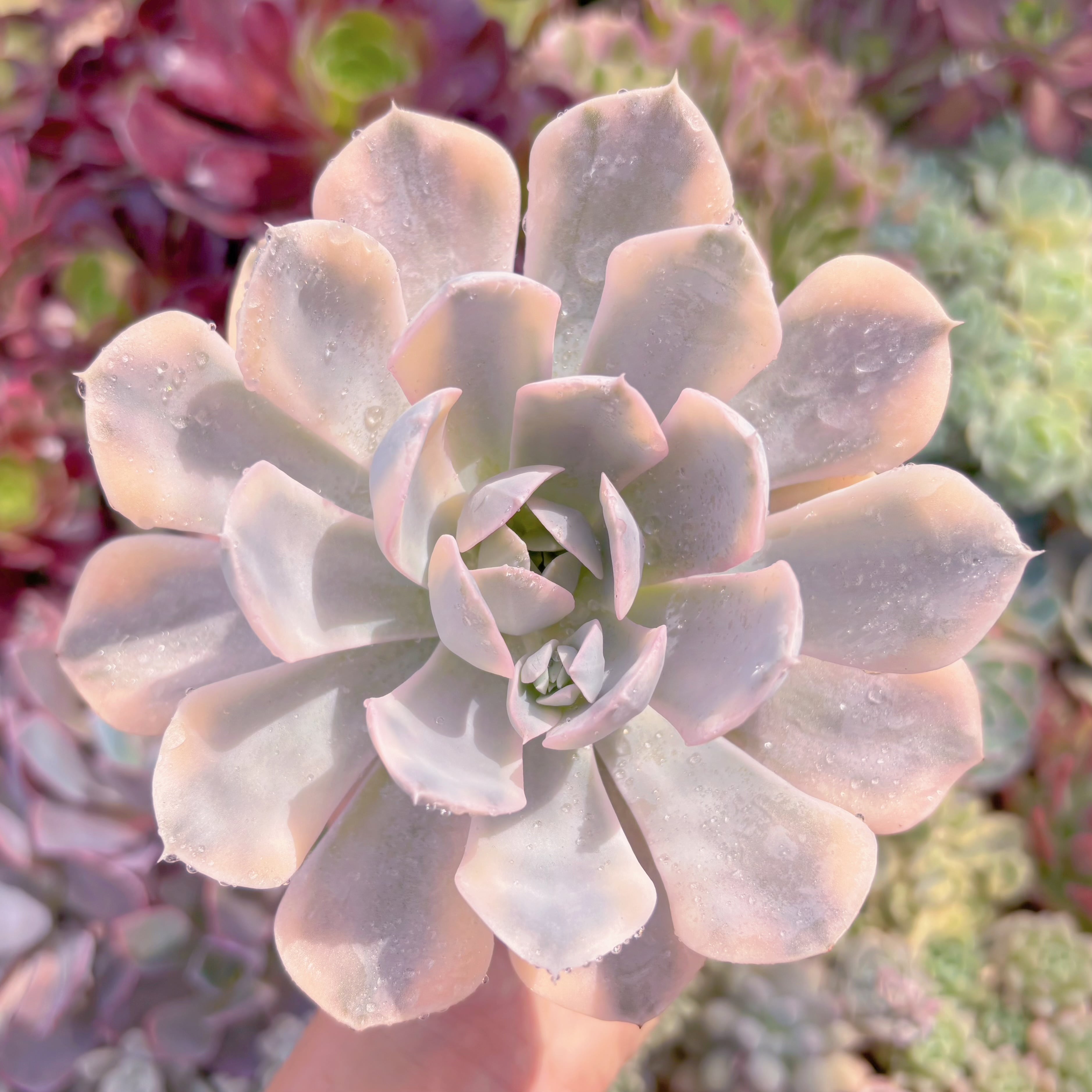 現品　ルヨンニー錦#522　るる農園