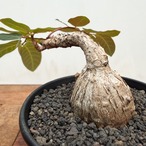 Phyllanthus mirabilis【フィランサス・ミラビリス】
