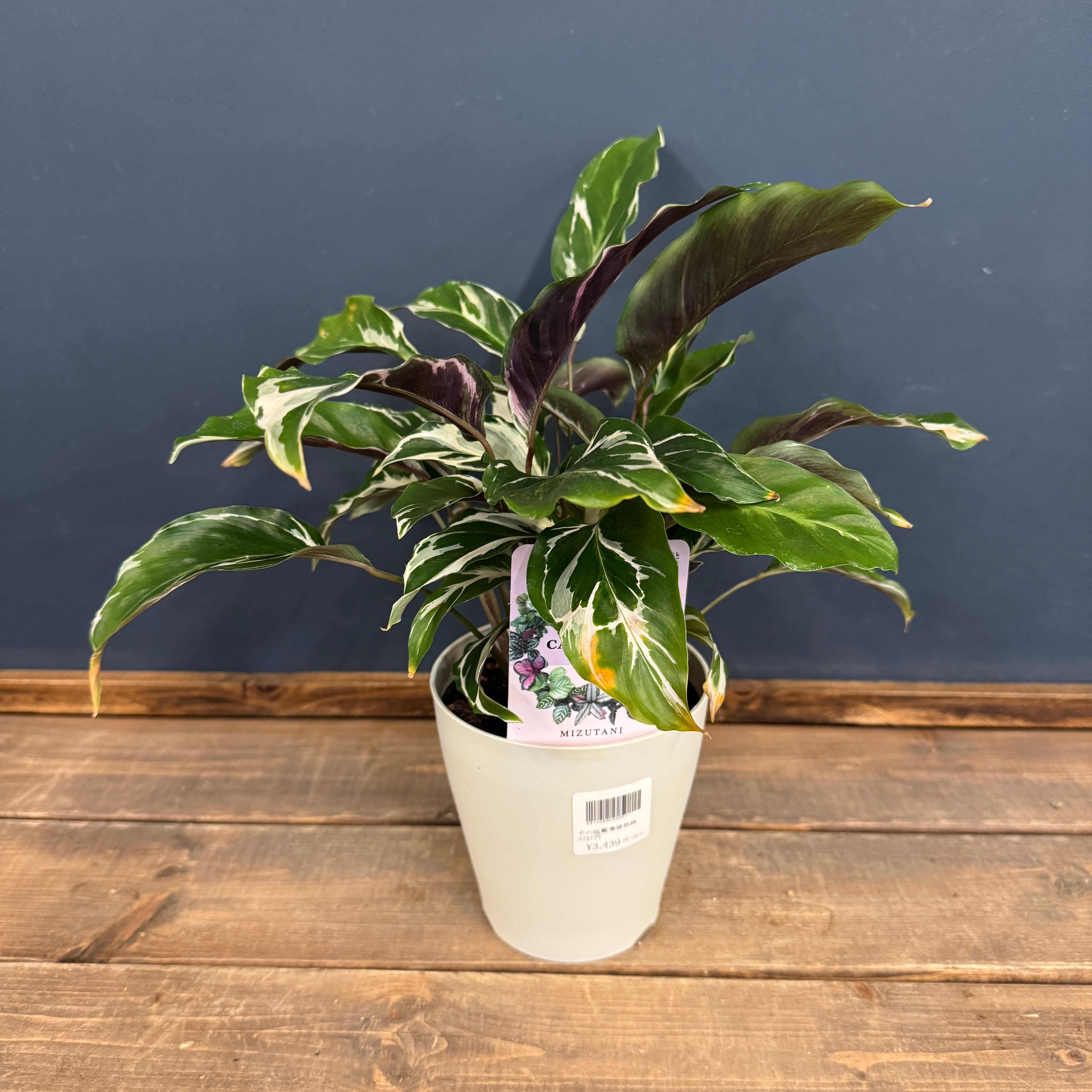 観葉植物 | PROTOLEAF プロトリーフ