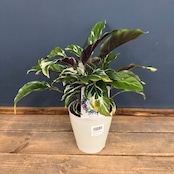 カラテア ホワイトフュージョン【887】