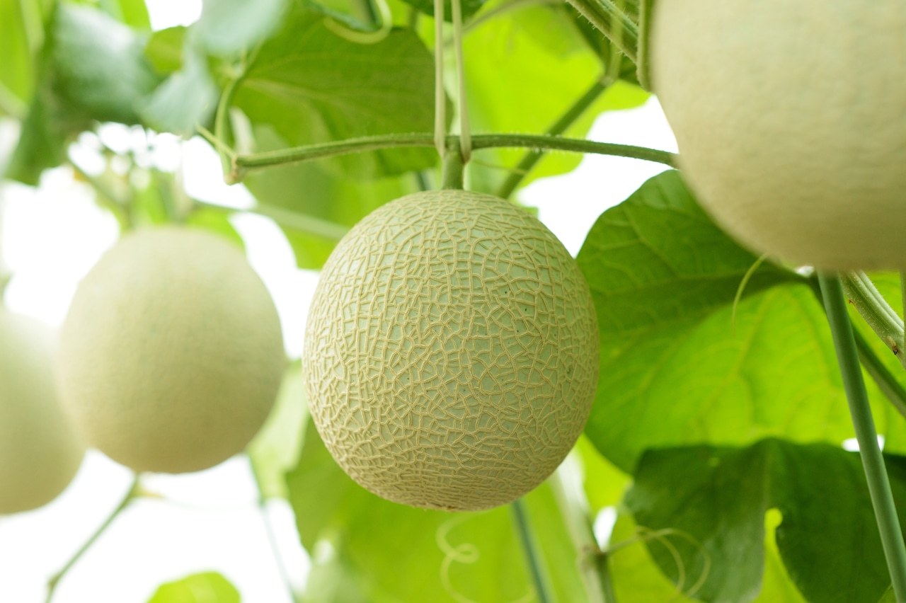 天使音マスクメロンゼリーギフト【送料無料】