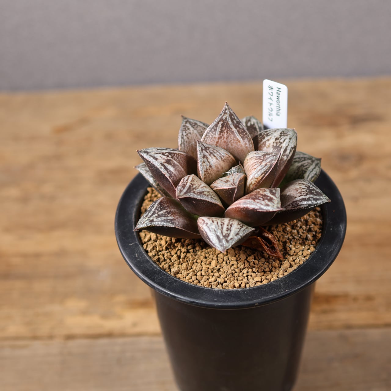 787『ハオルチア ホワイトウルフ』観葉植物【送料無料】 | MARX PLANTS