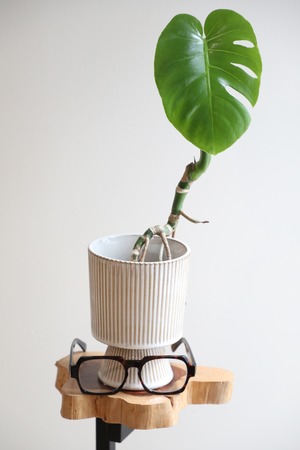 【S】モンステラ デリシオーサ/Monstera deliciosa　※陶器鉢カバー付き