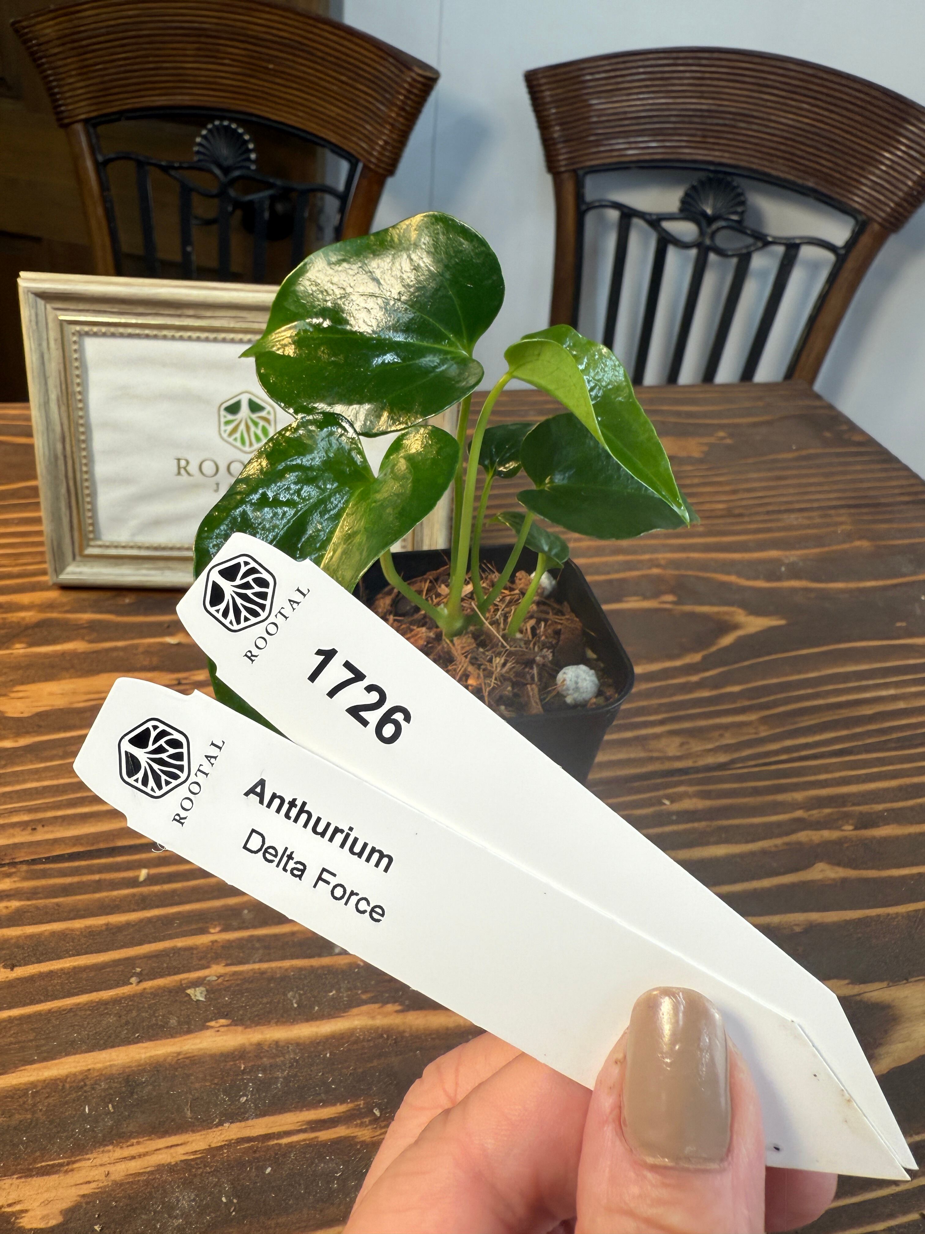 アンスリウム | ROOTALPLANTS