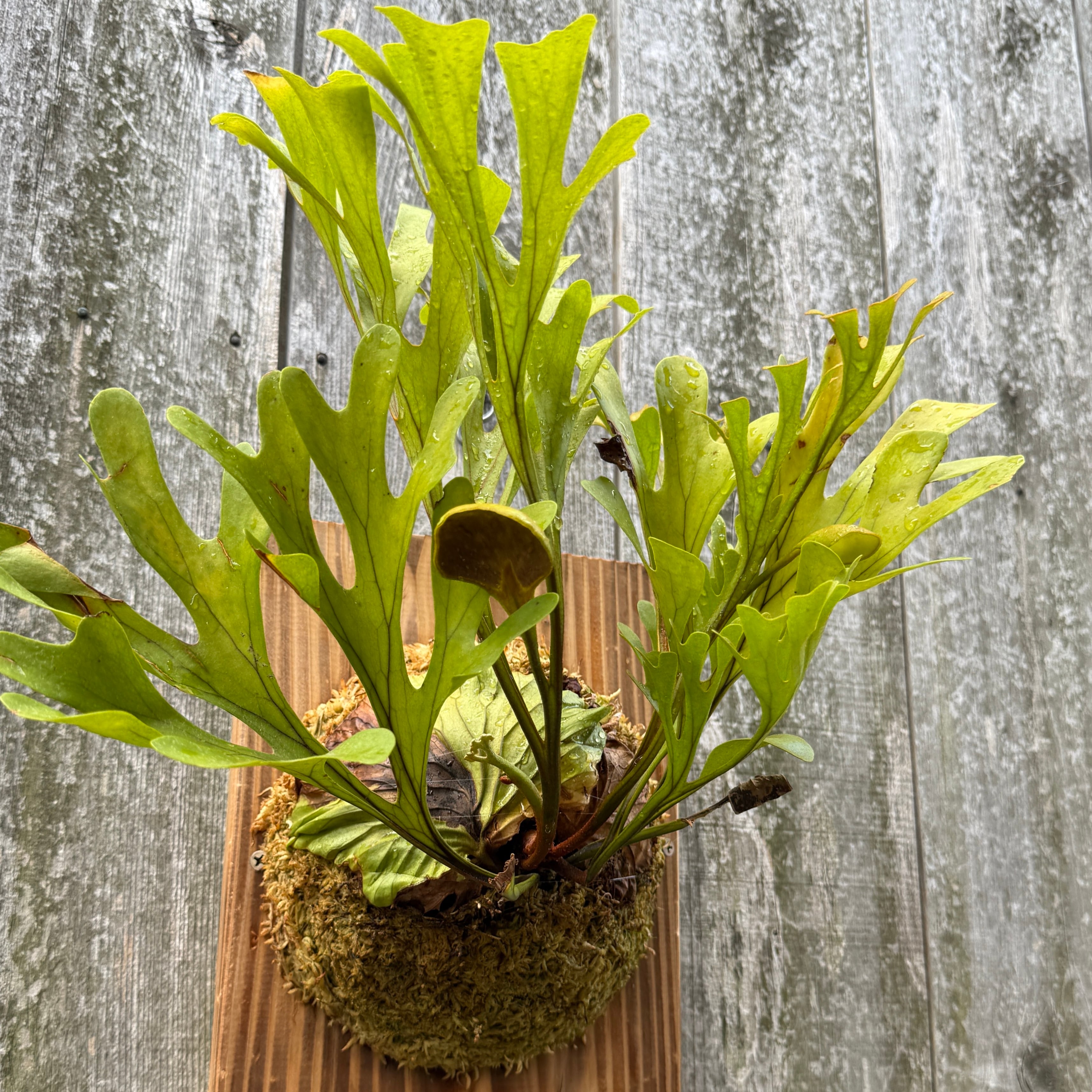 P.ridleyi wild | naturefix