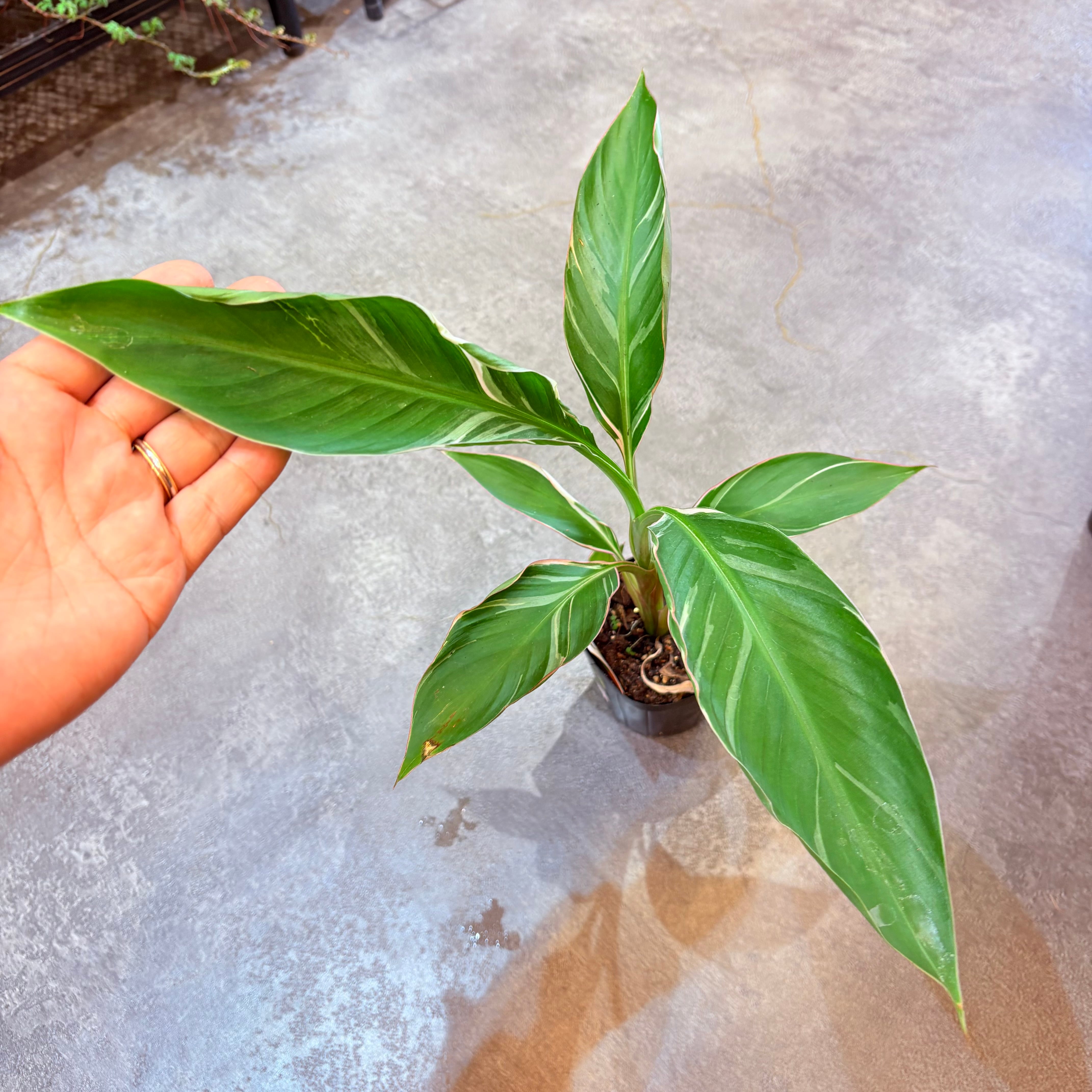 ムサ ノノピンクバリエガータ 3.5号【C】 | Green Vibes 宇都宮市の