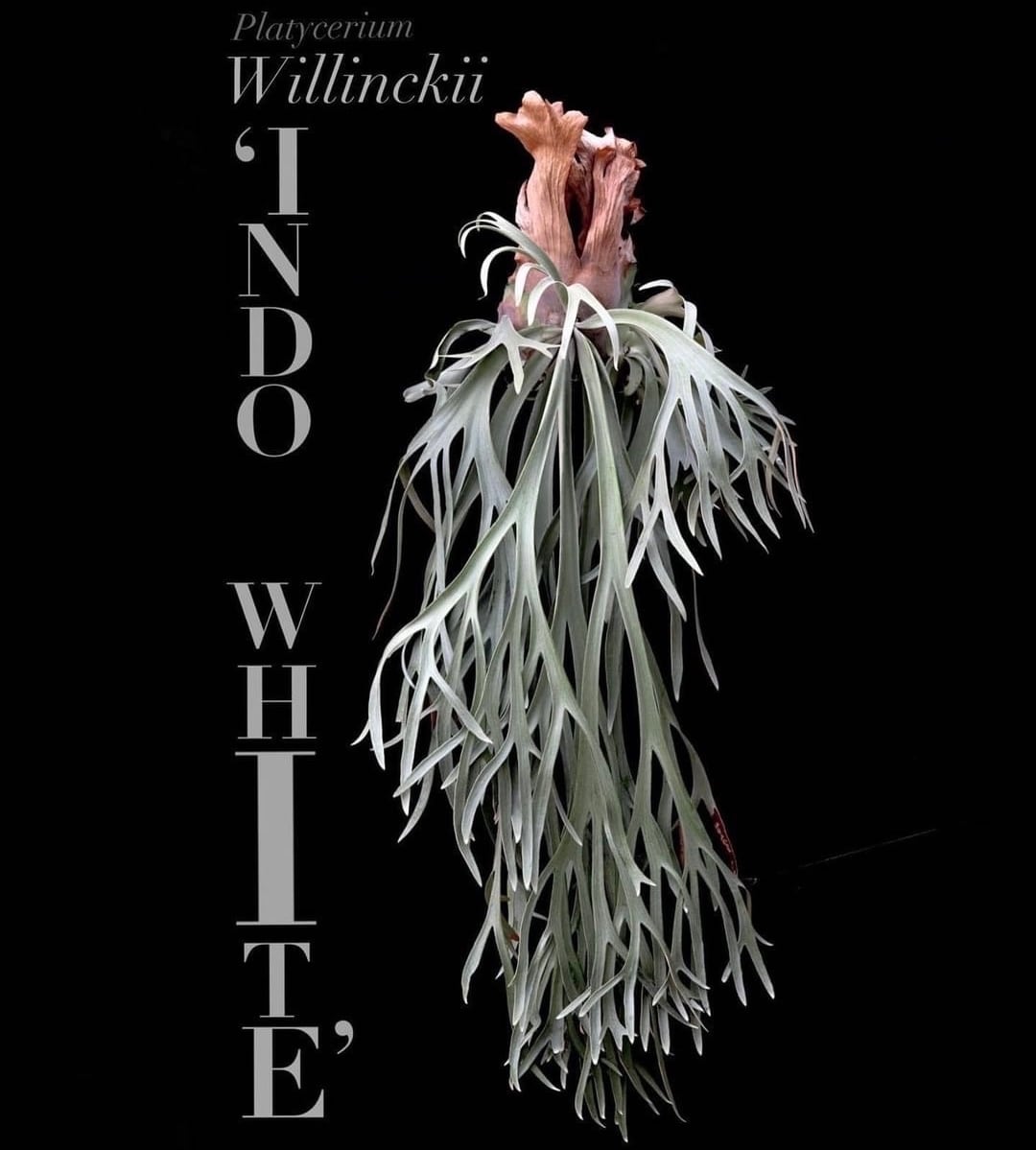 P.Triceratops (三角龍) pup | naturefix