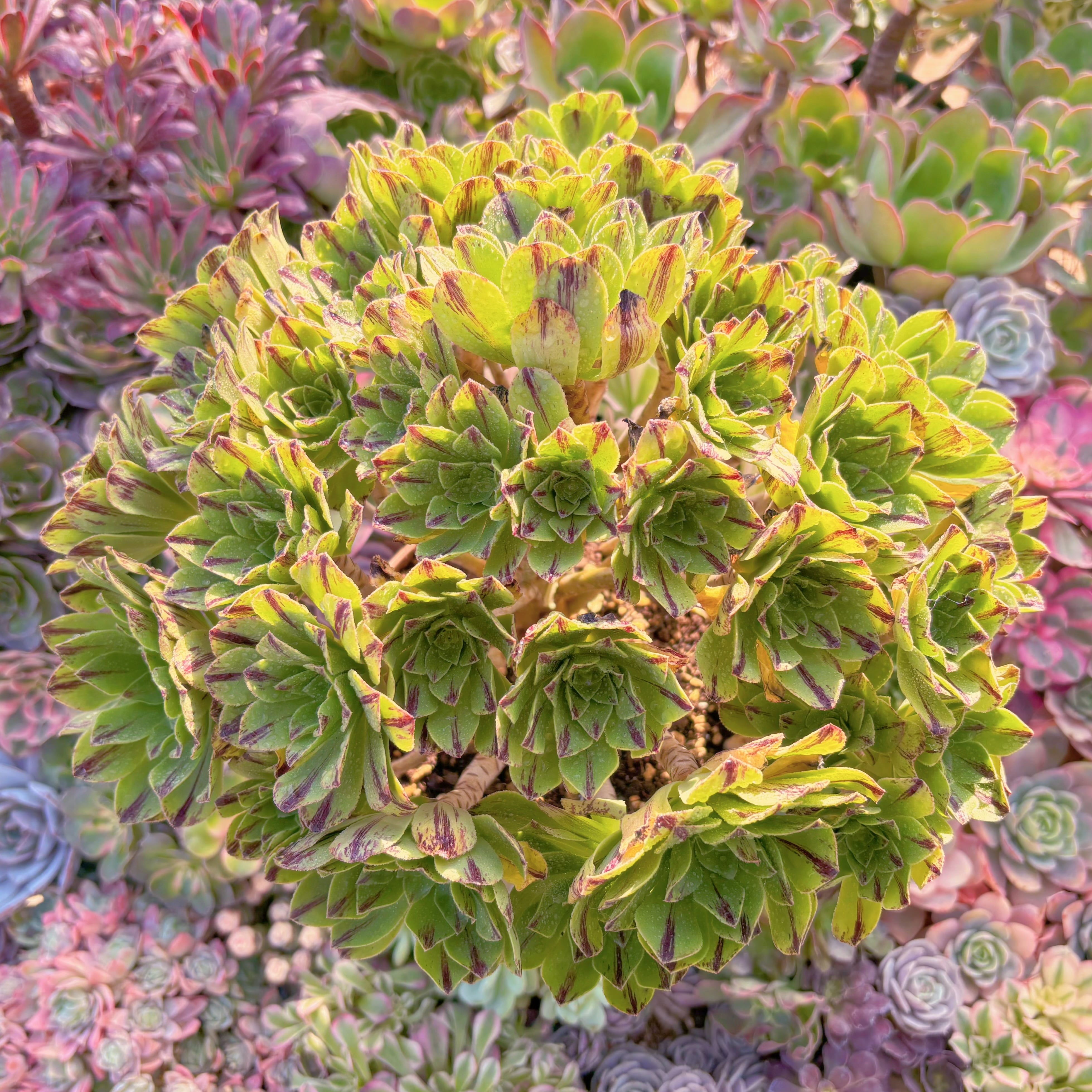 現品　鬼火緑（きかりょく）#F079　特特大群生　新入荷　るる農園