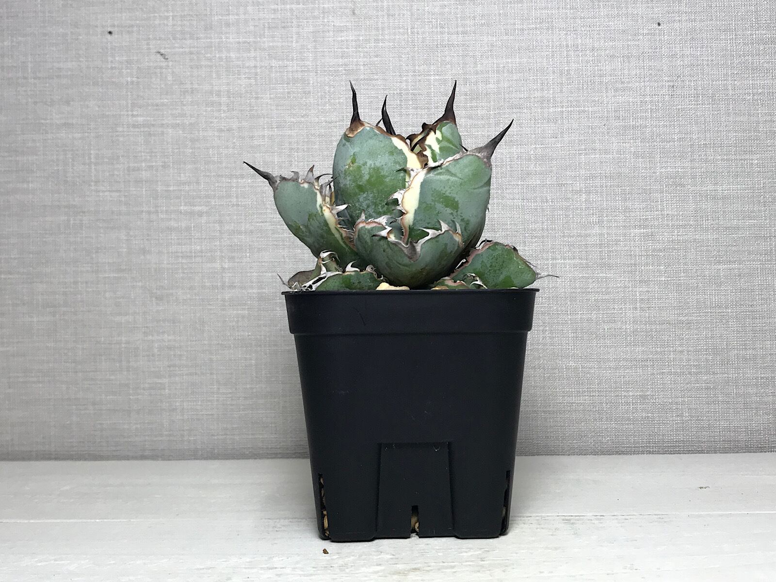 アガベ チタノタ ’ブラックアンドブルー錦’