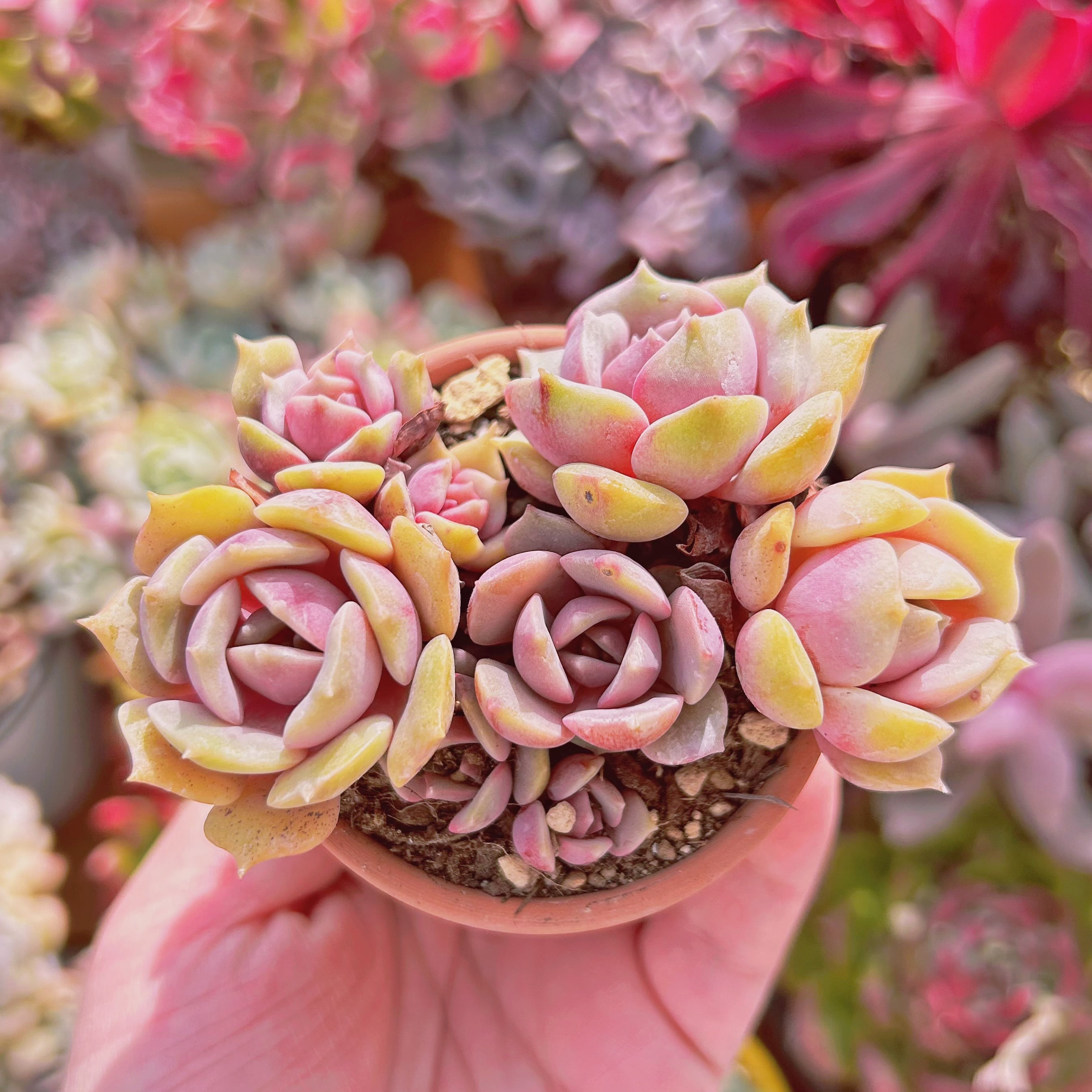 #543現物　多肉植物　紫姫　抜き苗