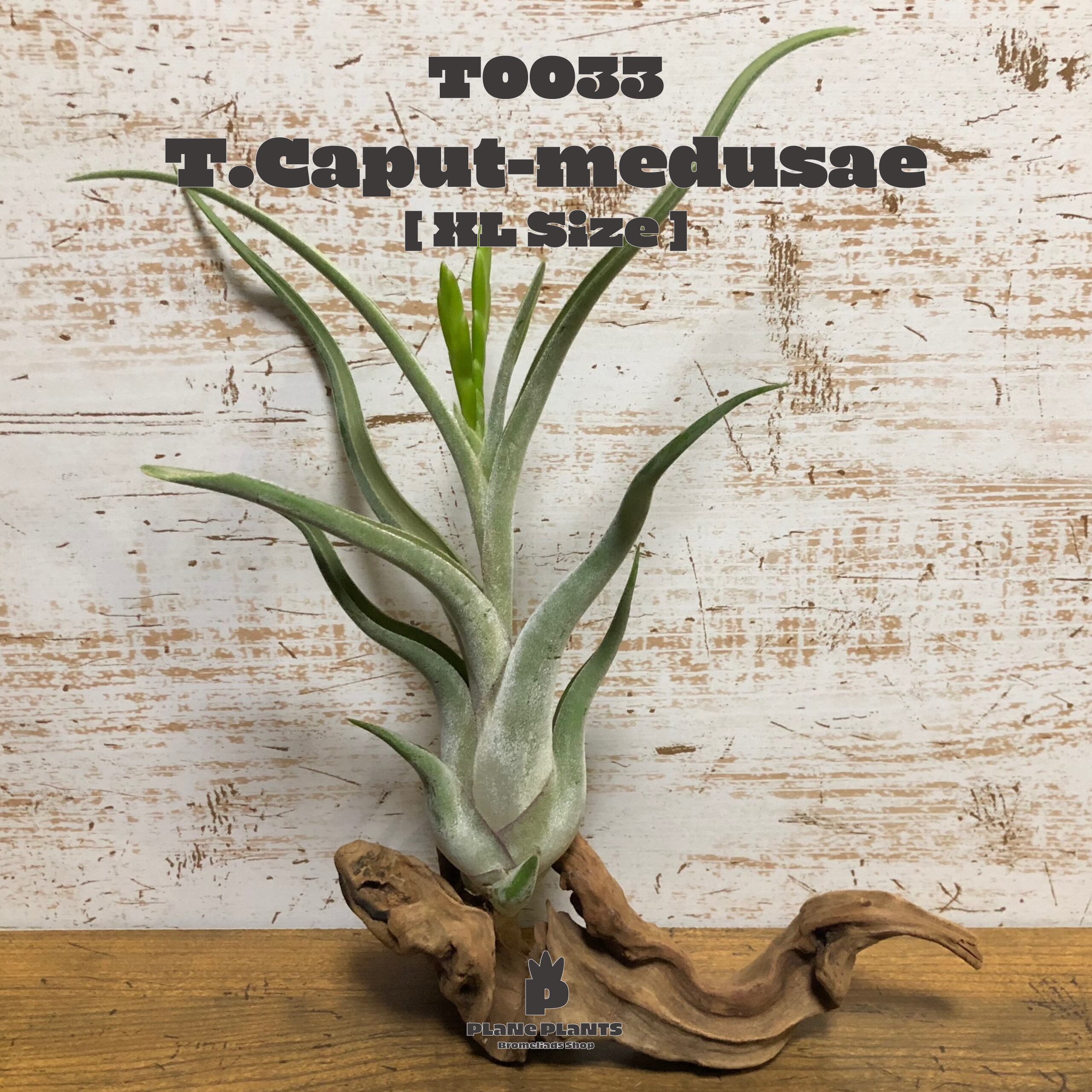 【送料無料】カプトメデューサエ XL(花芽付)〔エアプランツ〕現品発送T0033