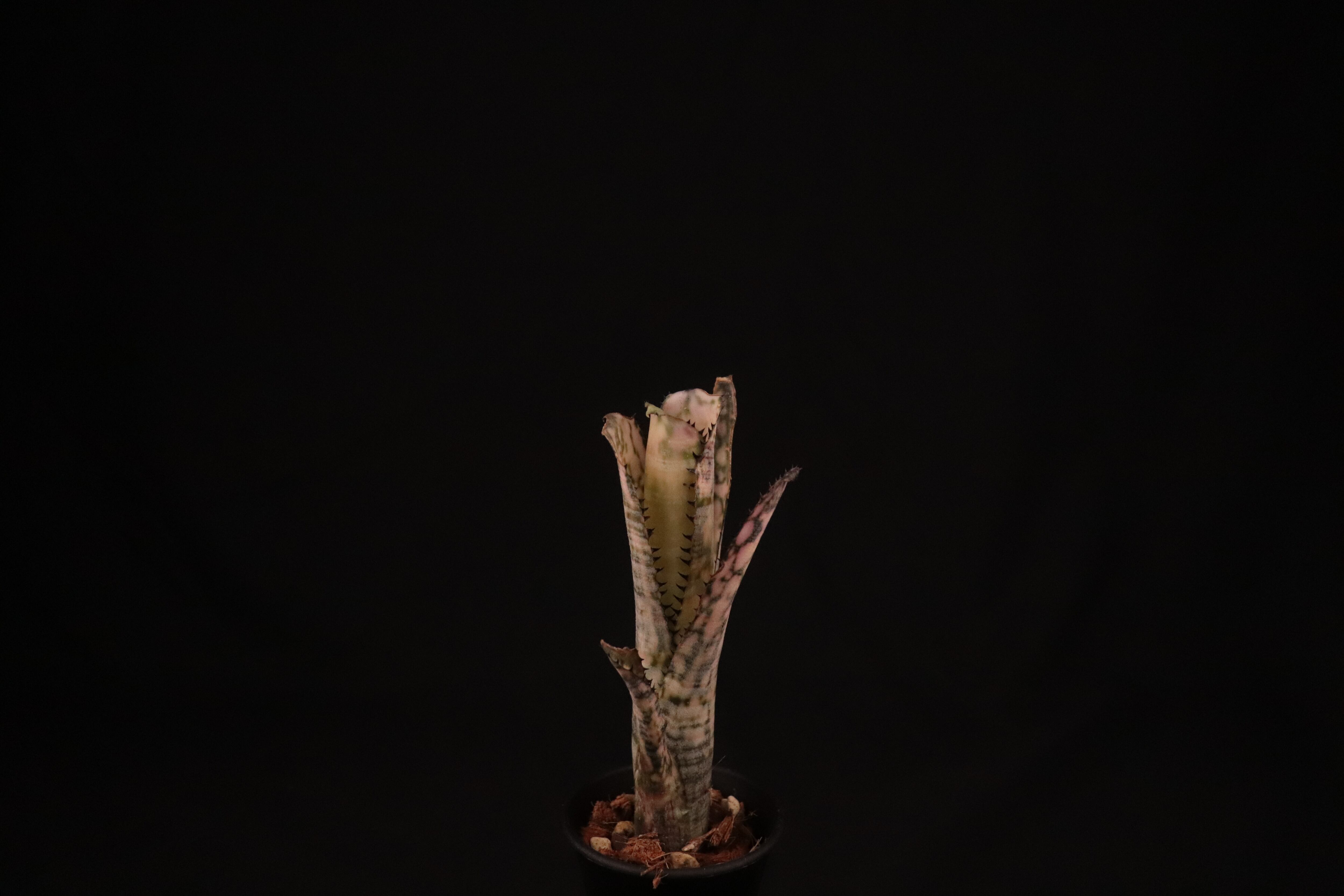 reserved】Billbergia 'Kolan Offspring' × 'Domingos Martins